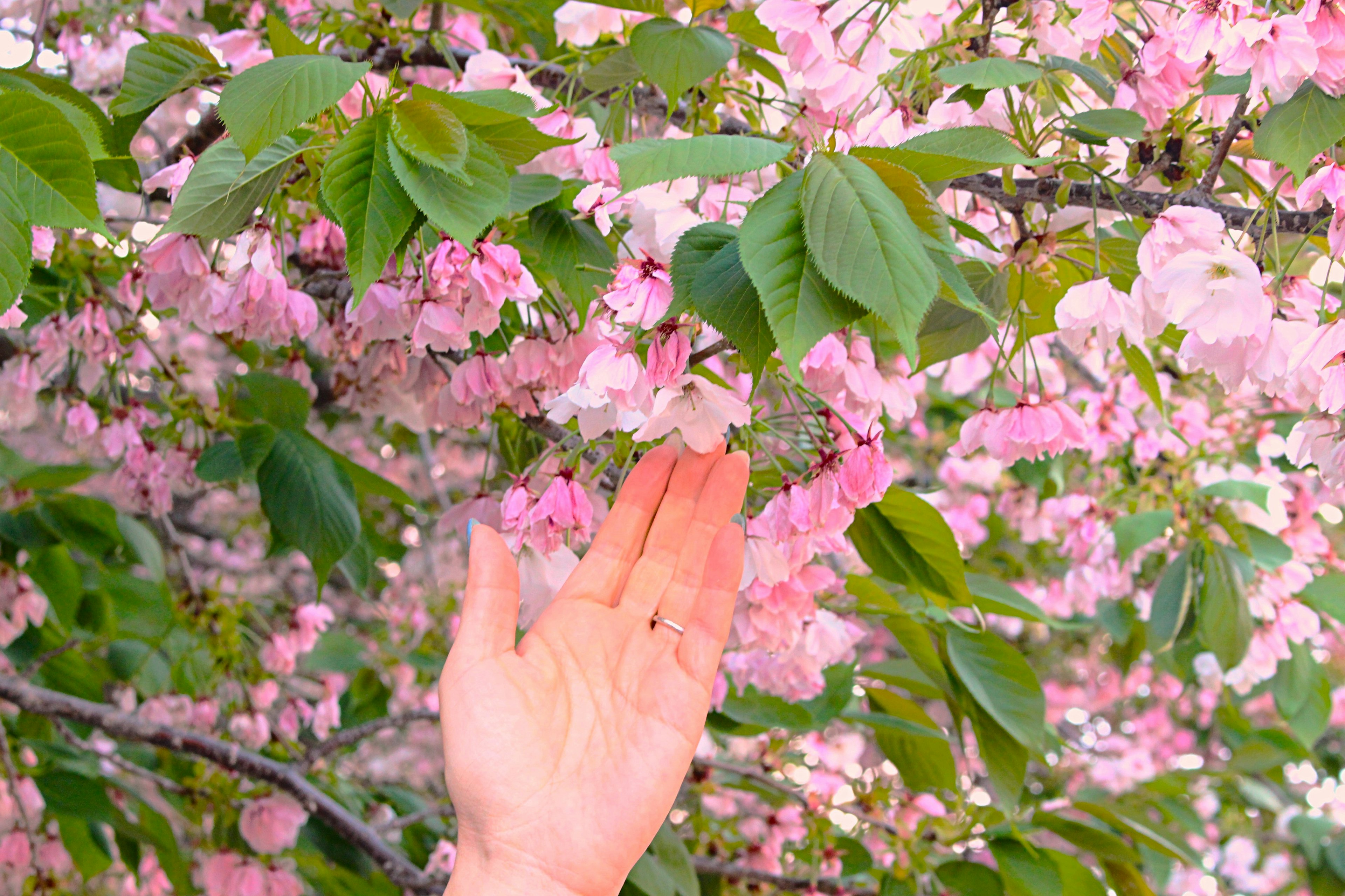 手が桜の花に触れようとしている様子