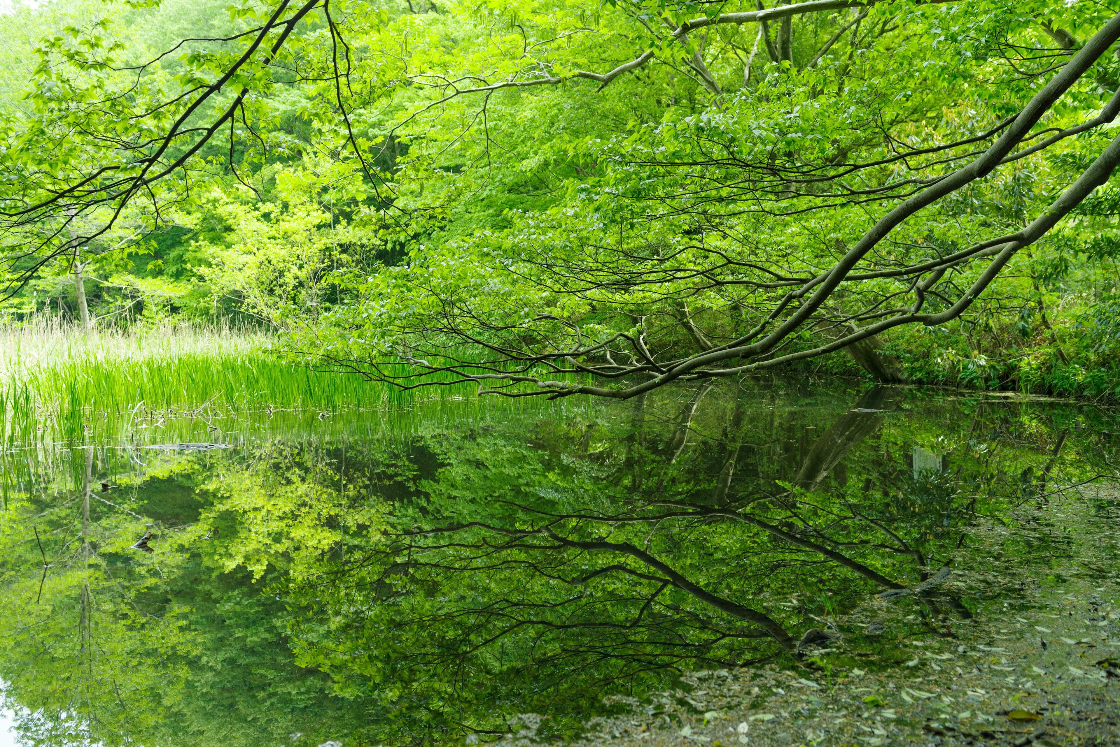 Vista serena di un lago con alberi verdi che si riflettono sull'acqua