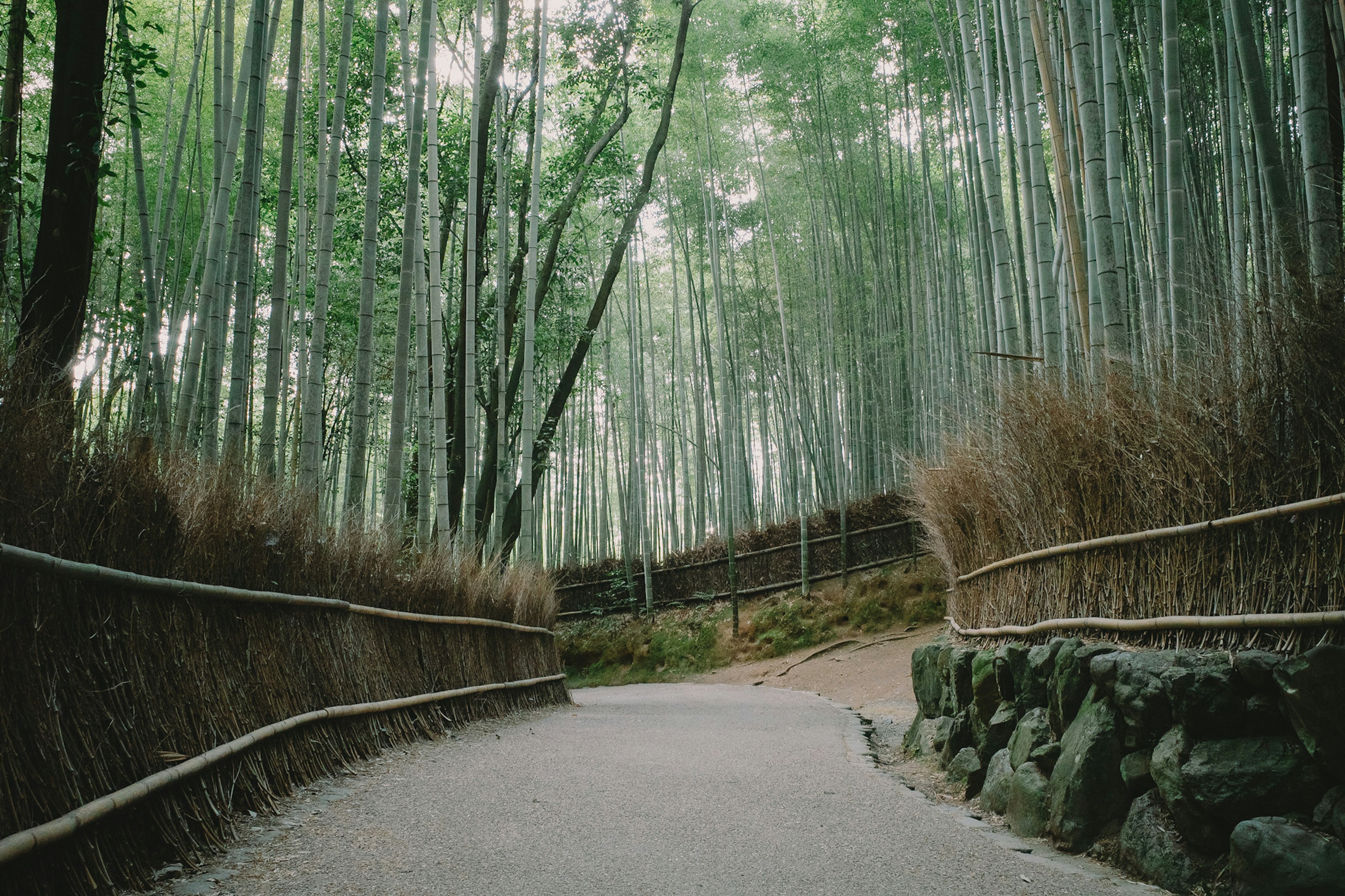 Un chemin serein à travers une forêt de bambous avec de grands tiges vertes