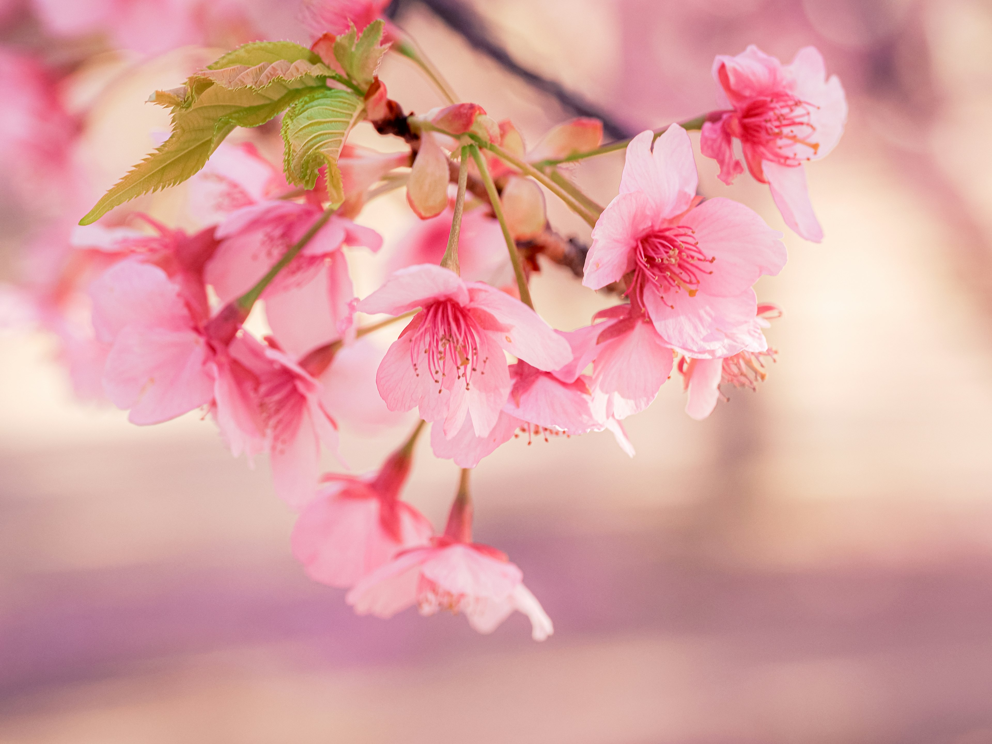 Close-up of cherry blossom flowers on a branch