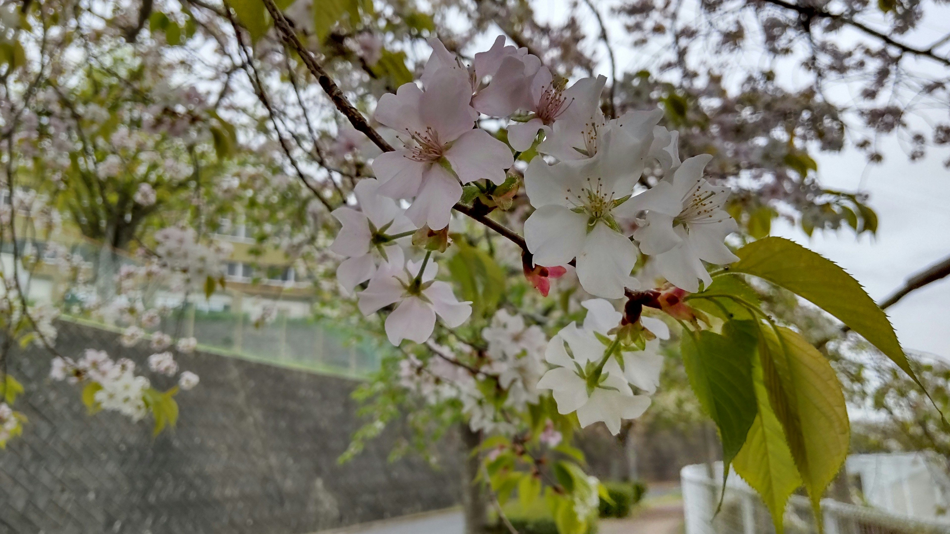 Close-up of cherry blossom flowers on a branch