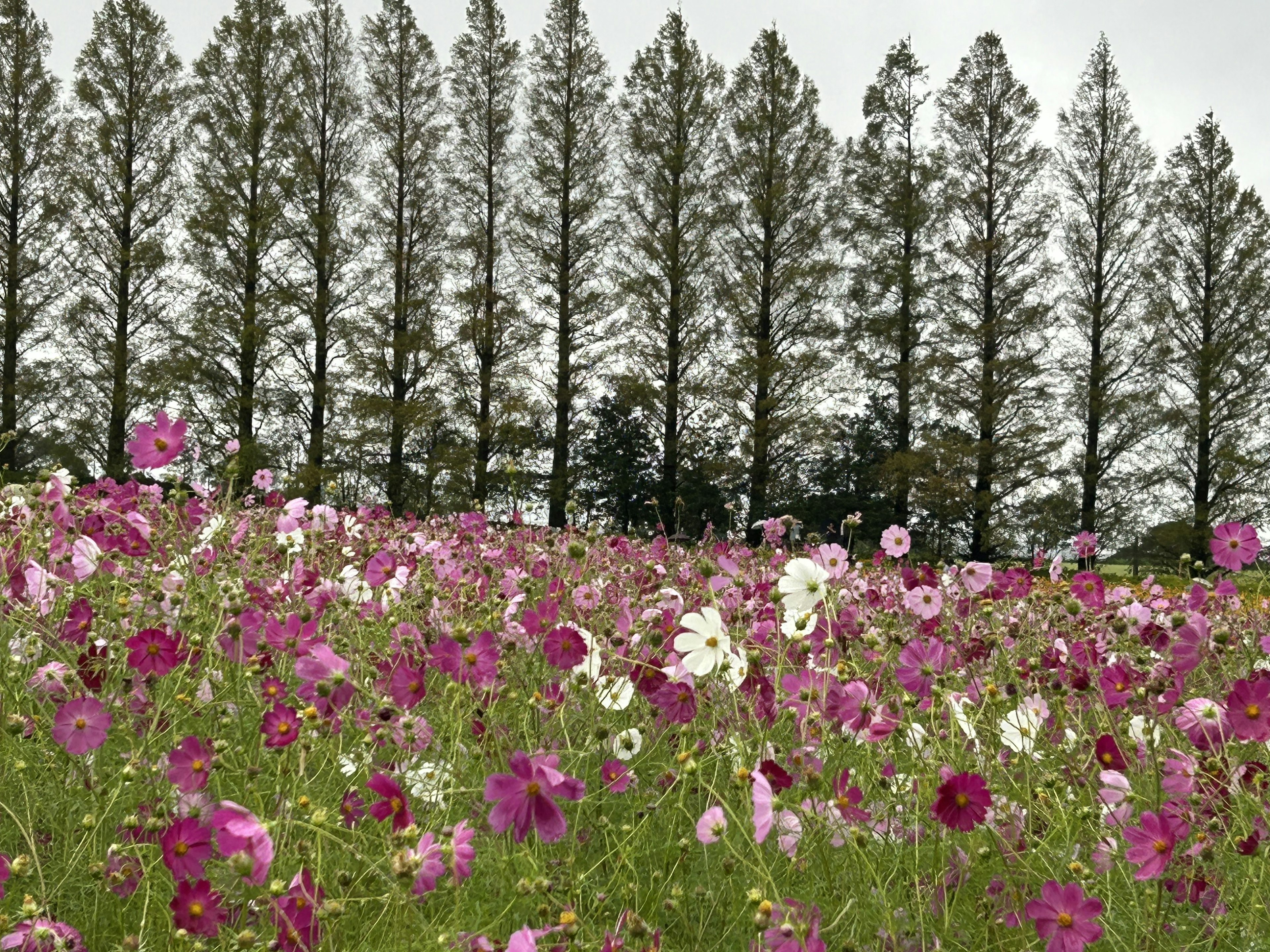 色とりどりのコスモスの花が咲く草原の風景 背景には高い木々が立ち並ぶ