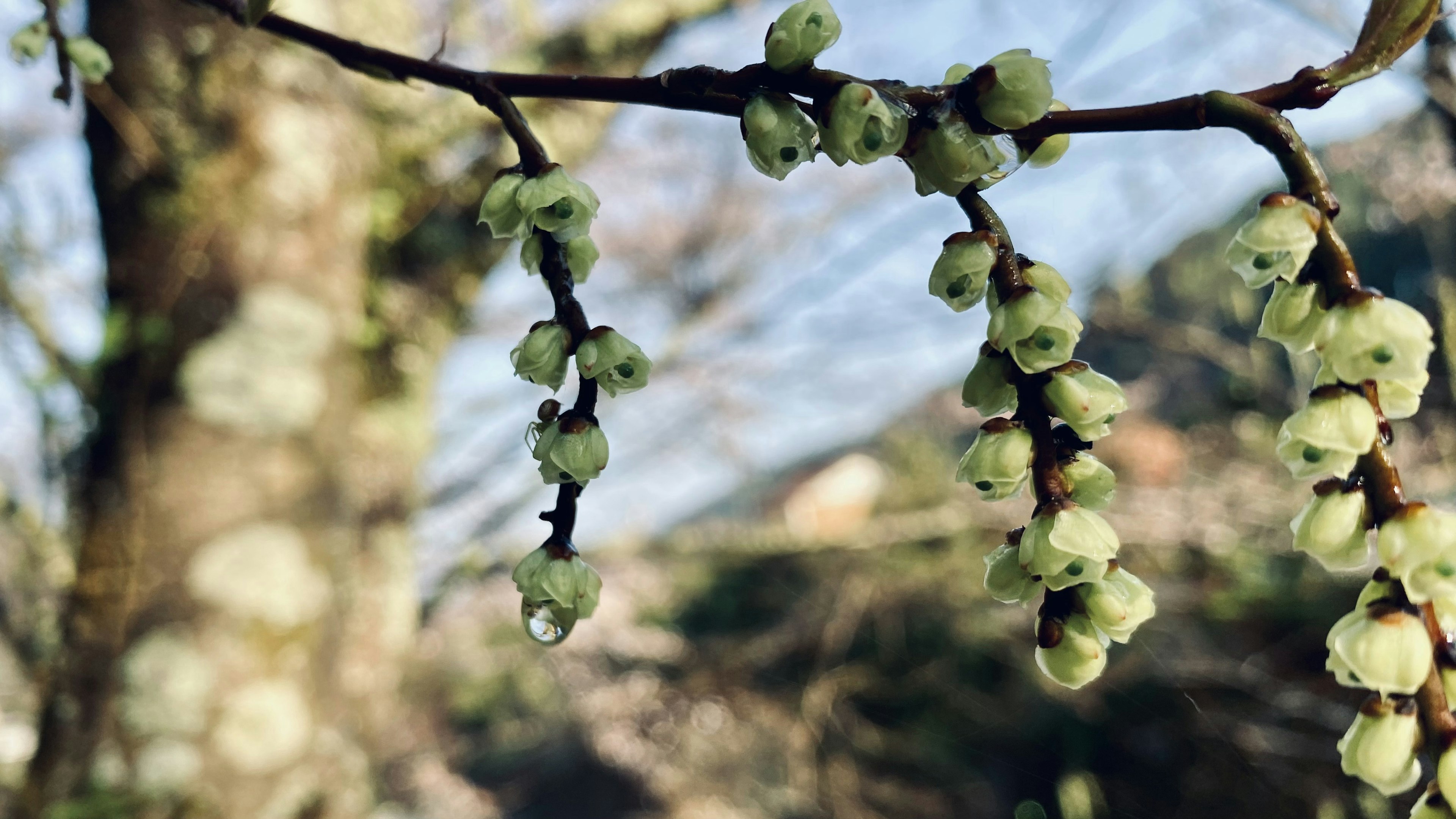 Une branche avec des fleurs vertes se détache contre un arbre et un ciel bleu