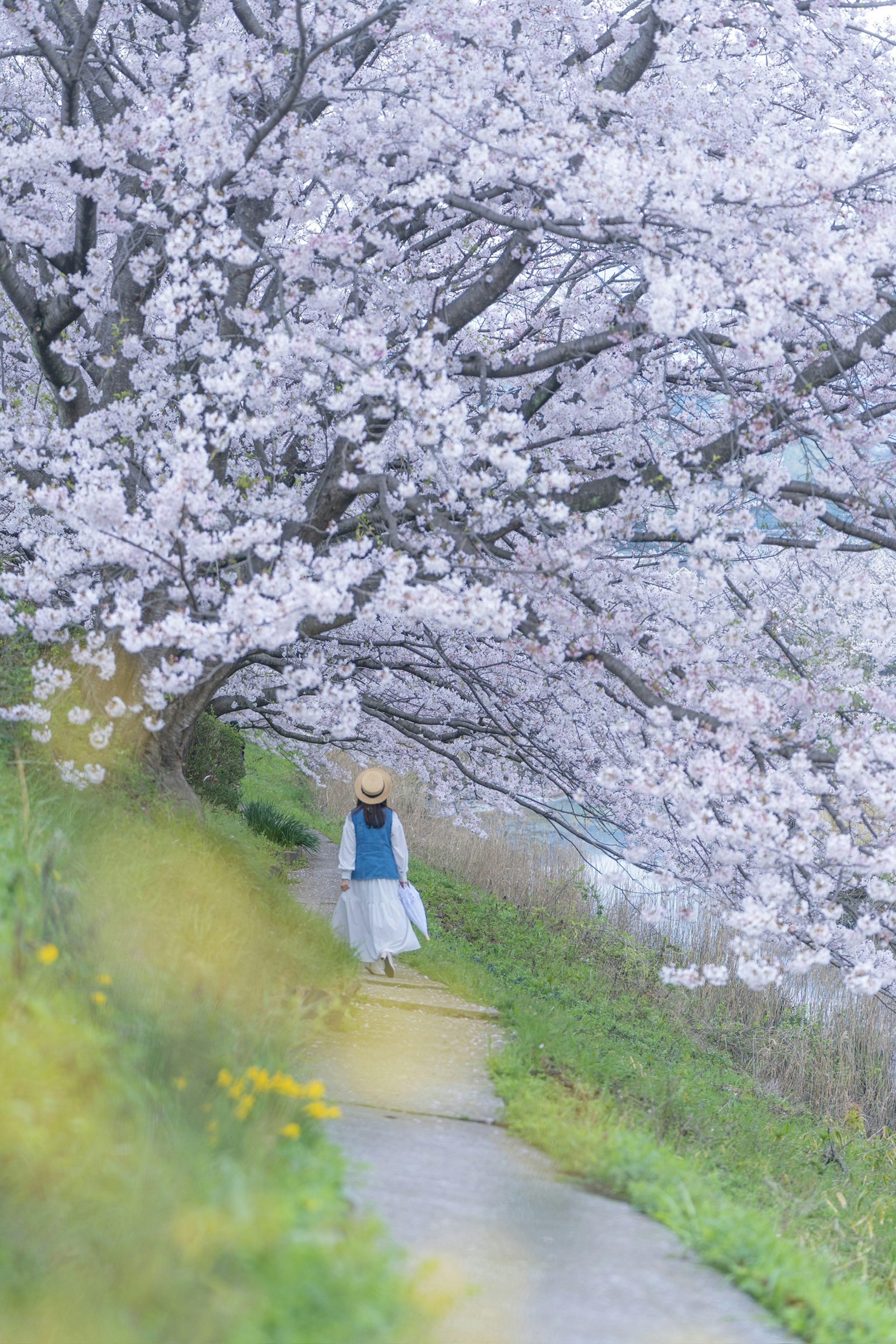 A woman walking under cherry blossom trees with pale pink petals