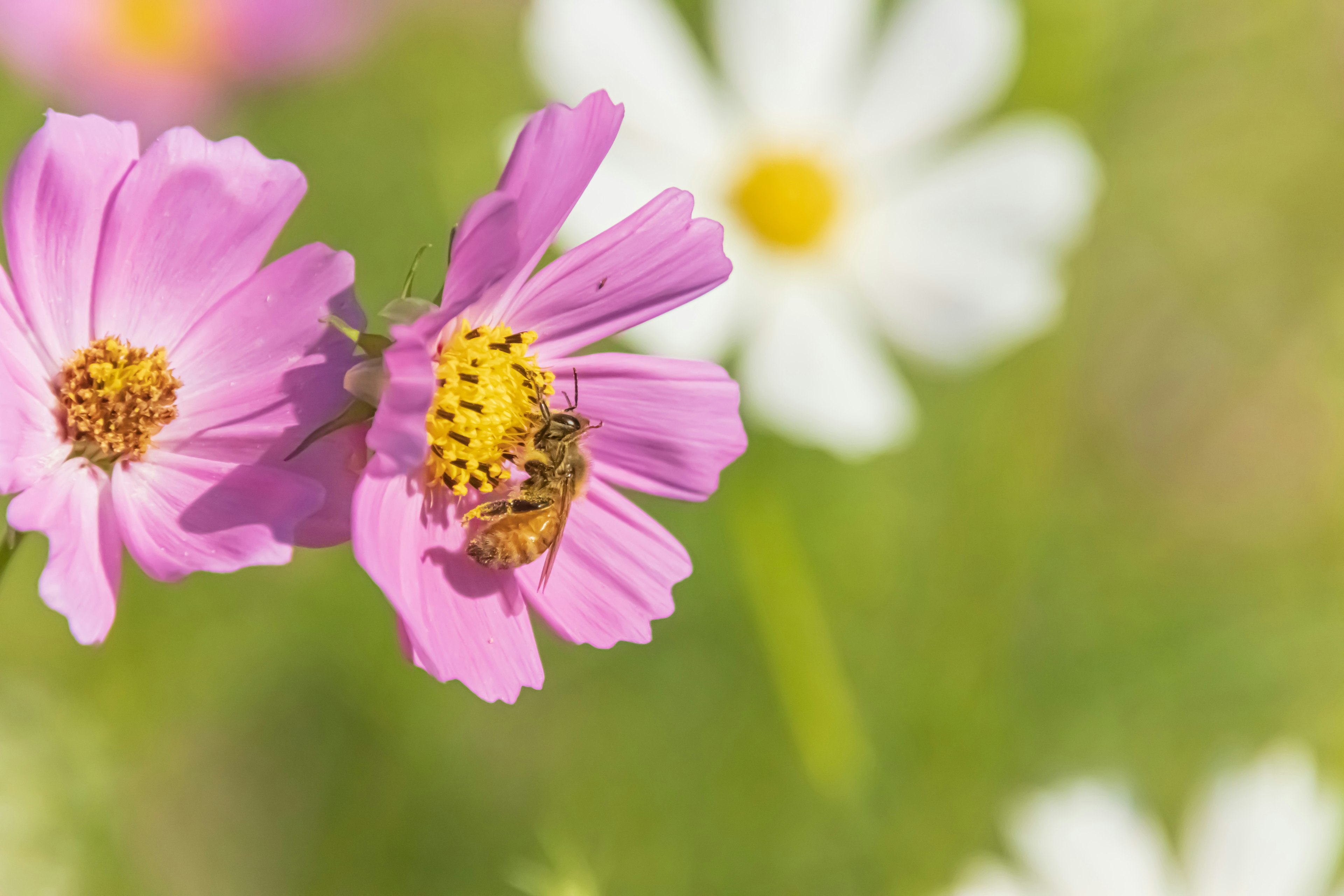 Close-up lebah di bunga pink dengan daisy putih di latar belakang