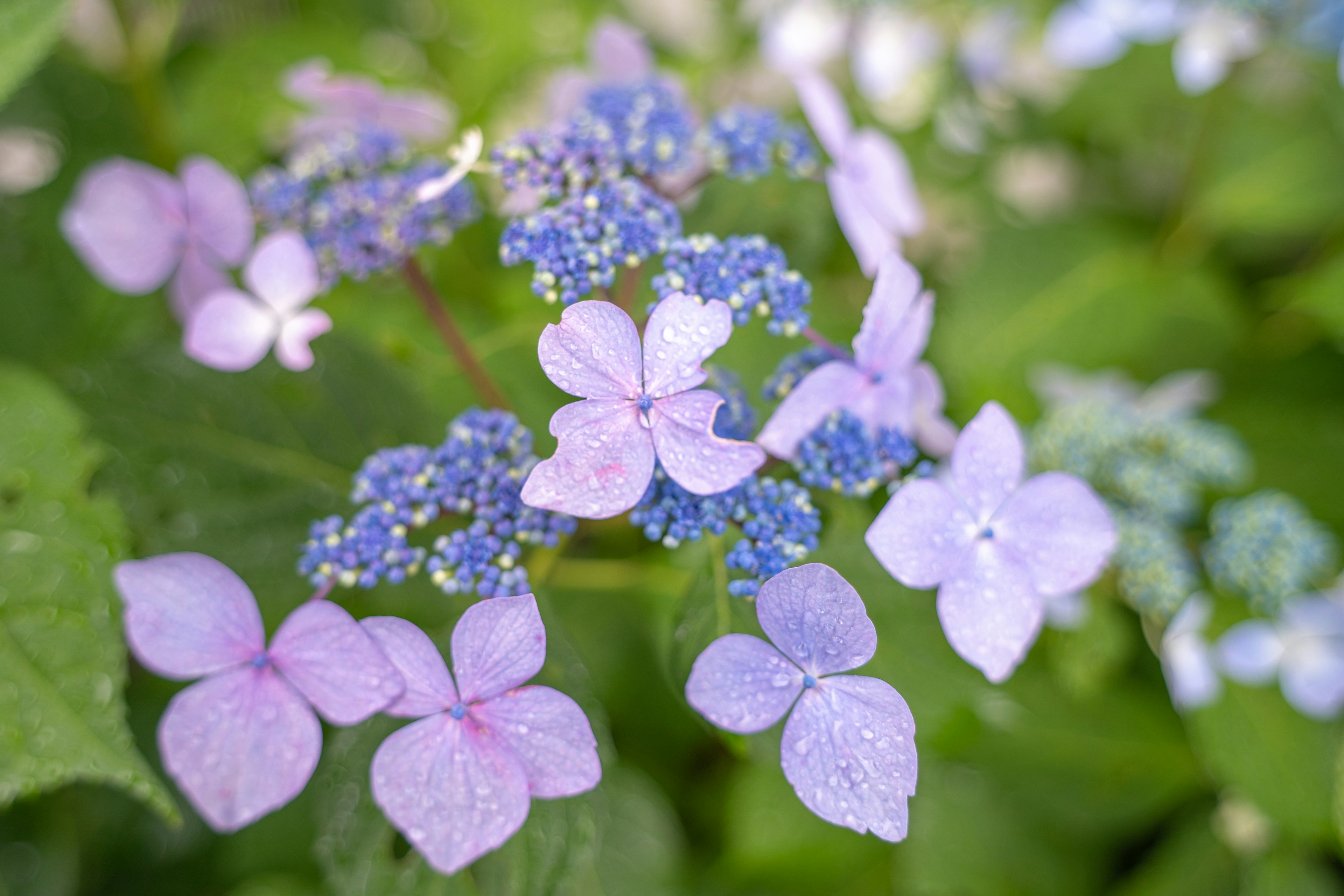 A beautiful scene featuring multicolored hydrangea flowers