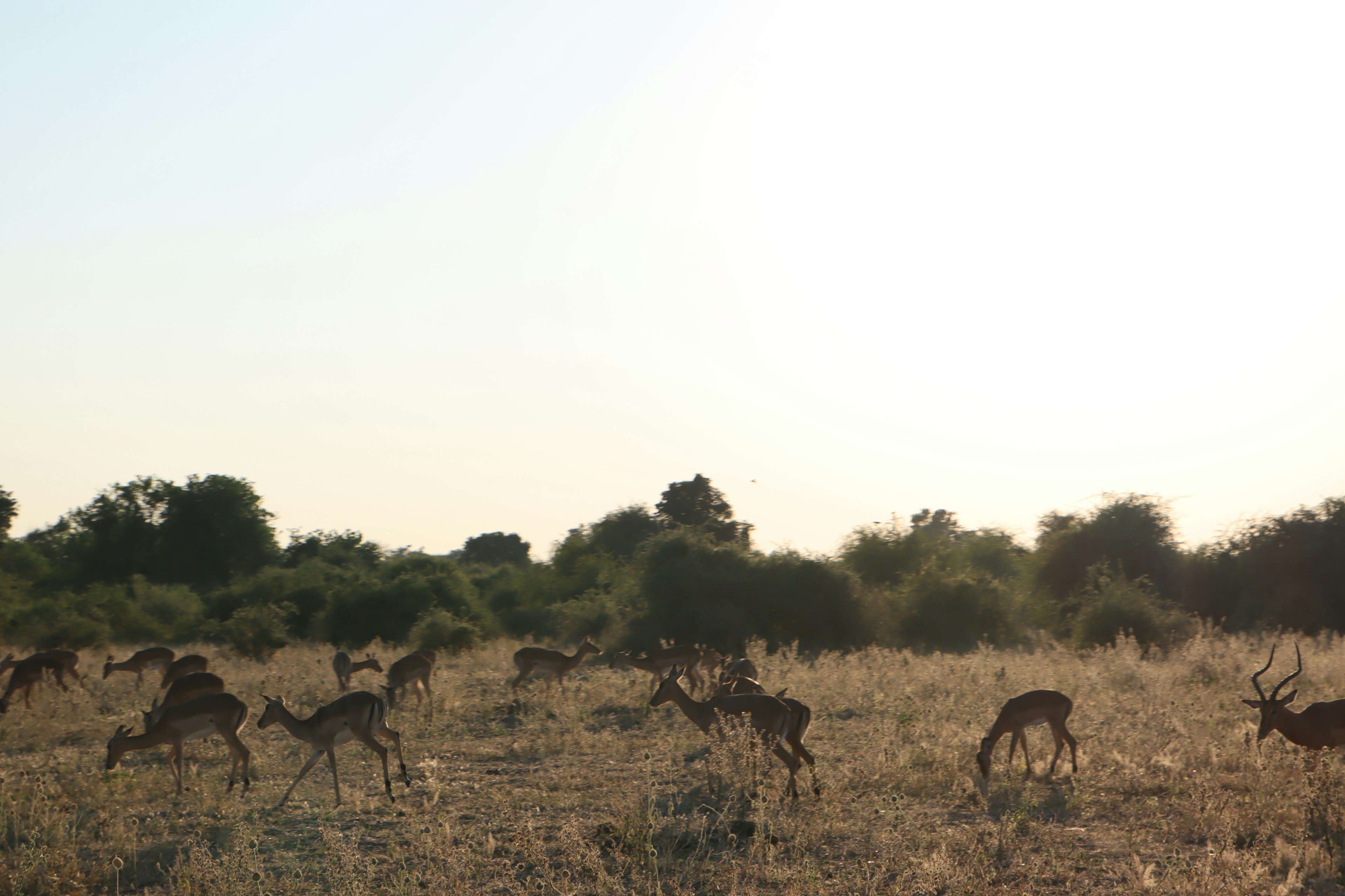 Herd of antelopes grazing on a grassland