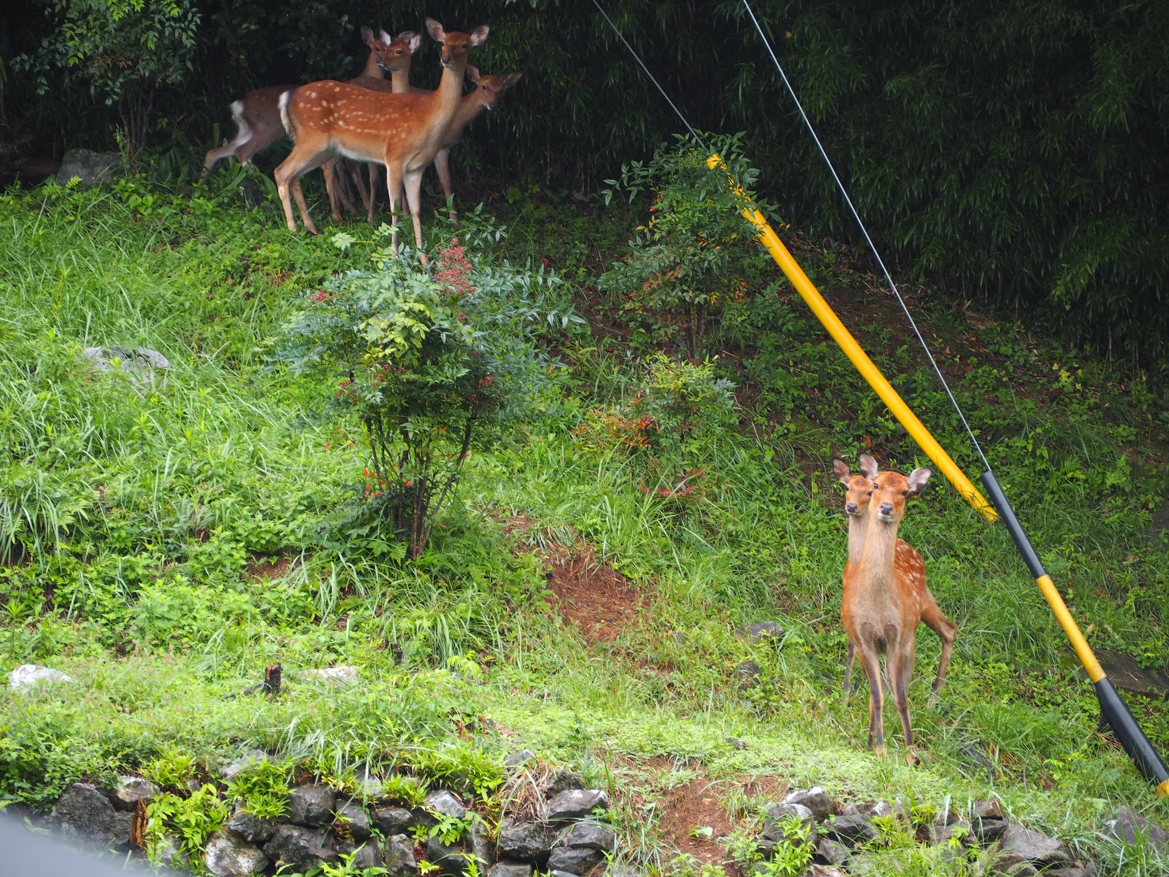 Several deer on green grass with trees in the background