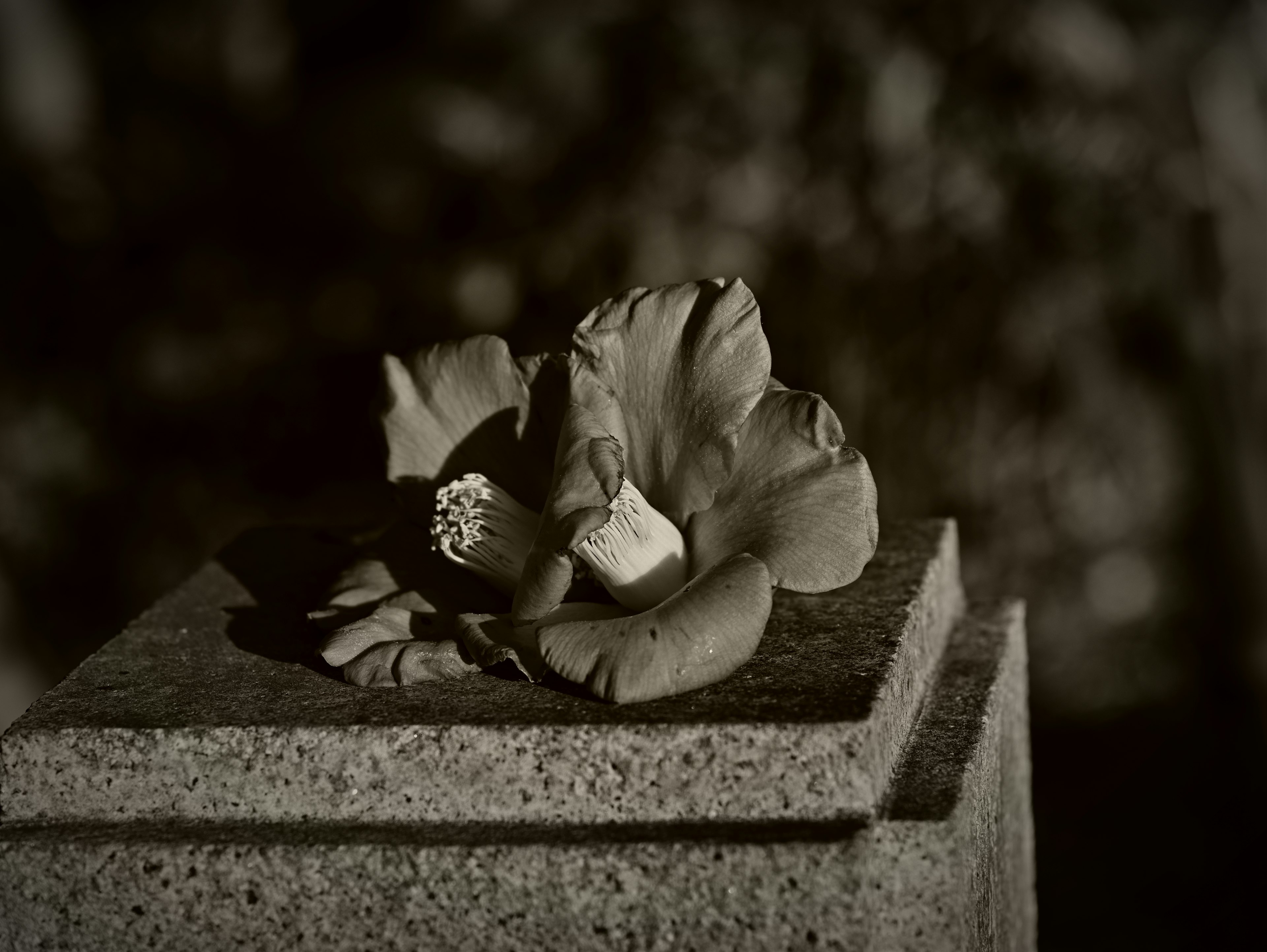 Foto in bianco e nero di un fiore su una lapide