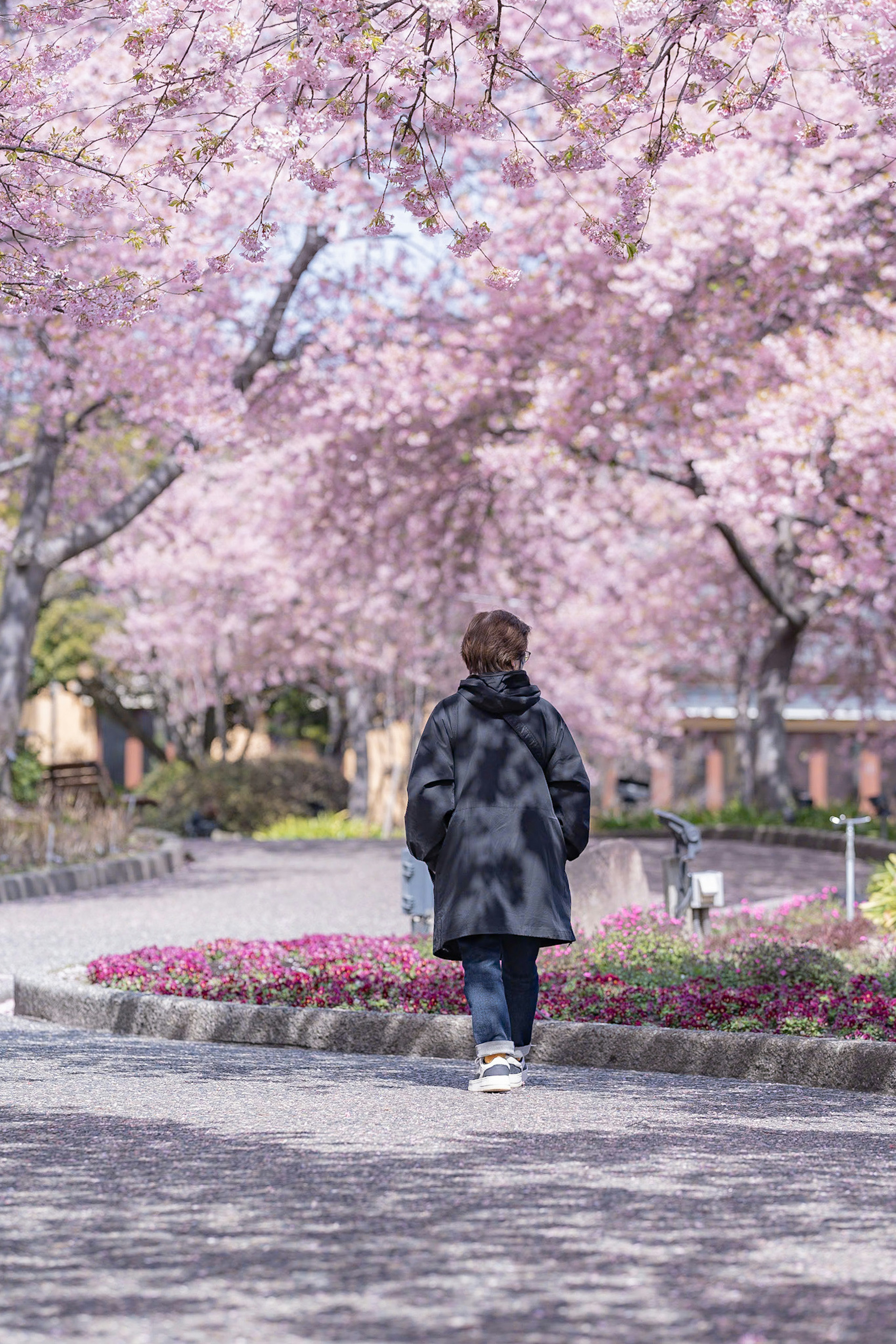 Person walking on a path lined with cherry blossom trees