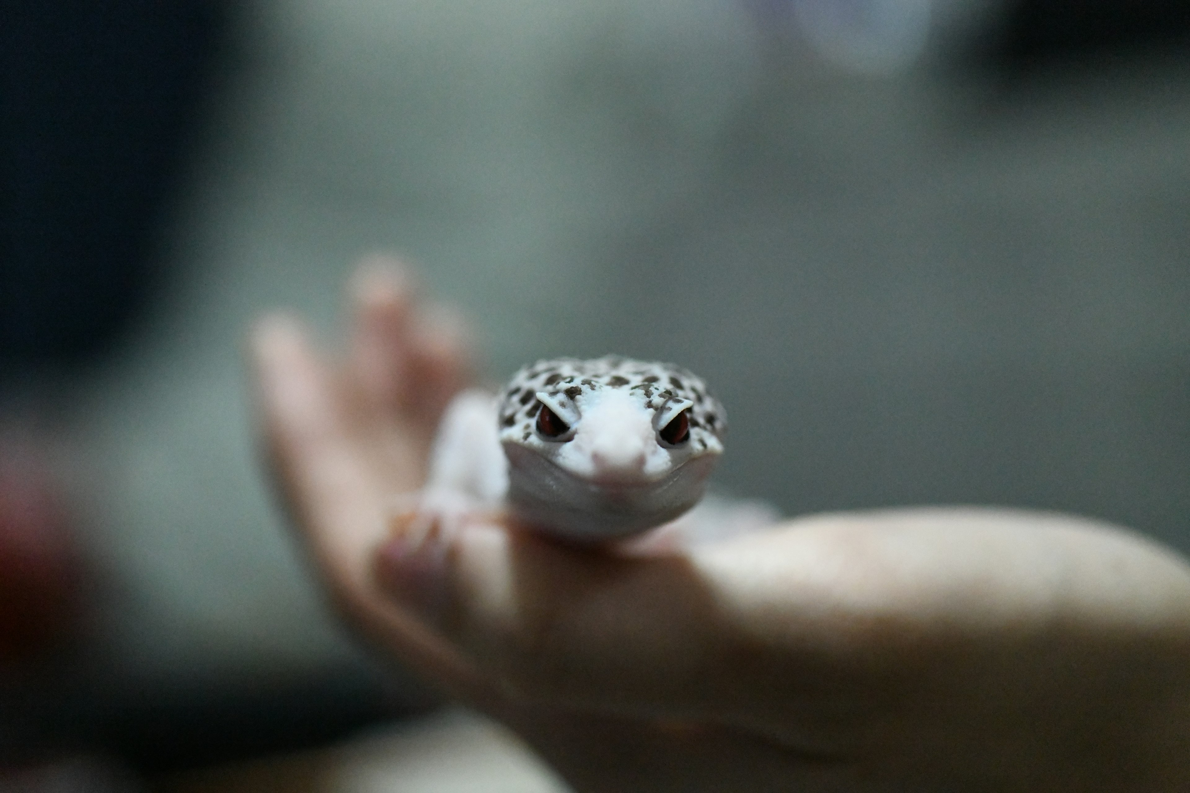 Close-up seekor gecko macan yang beristirahat di tangan