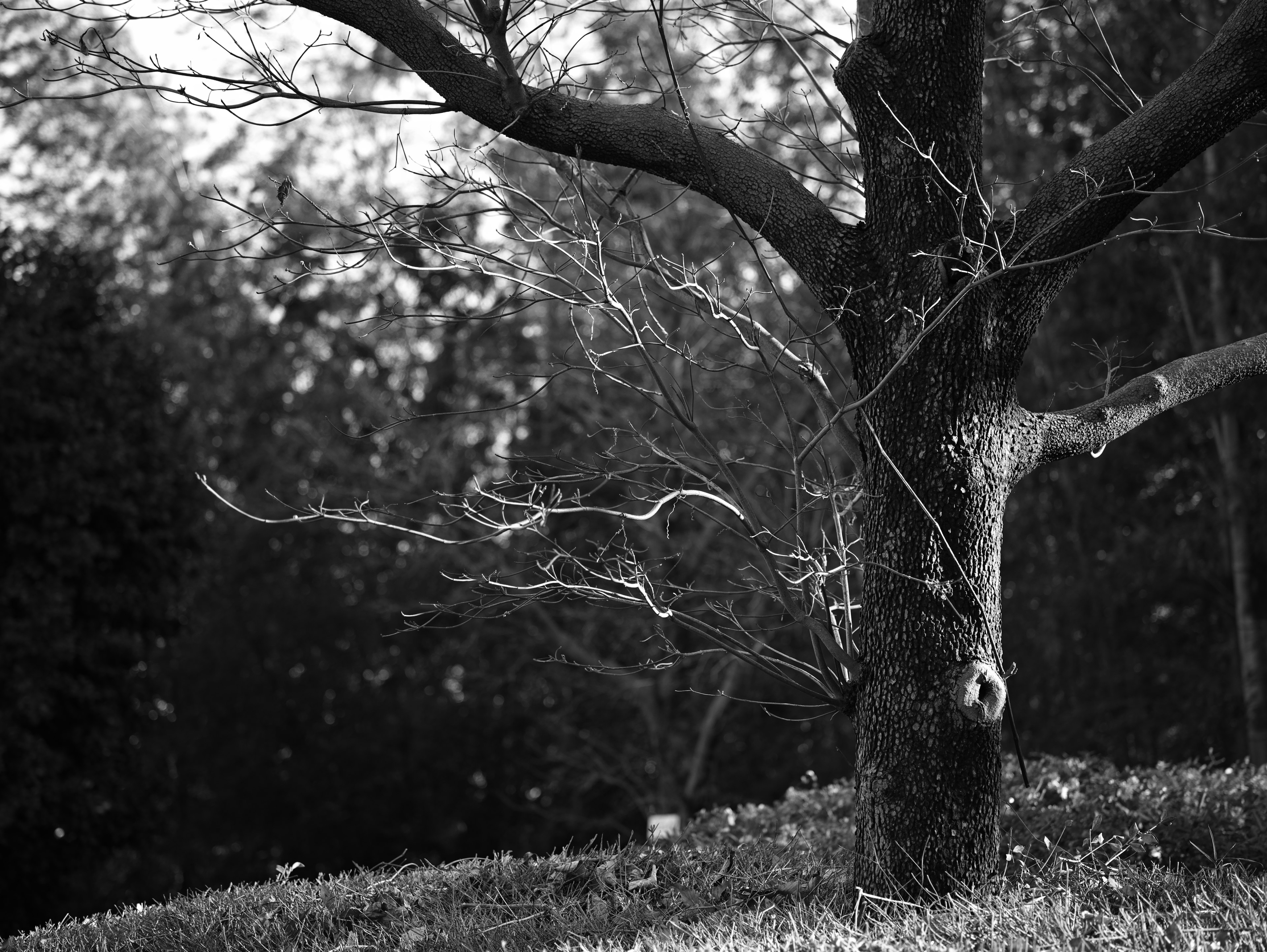 A tree trunk and branches in a black and white landscape