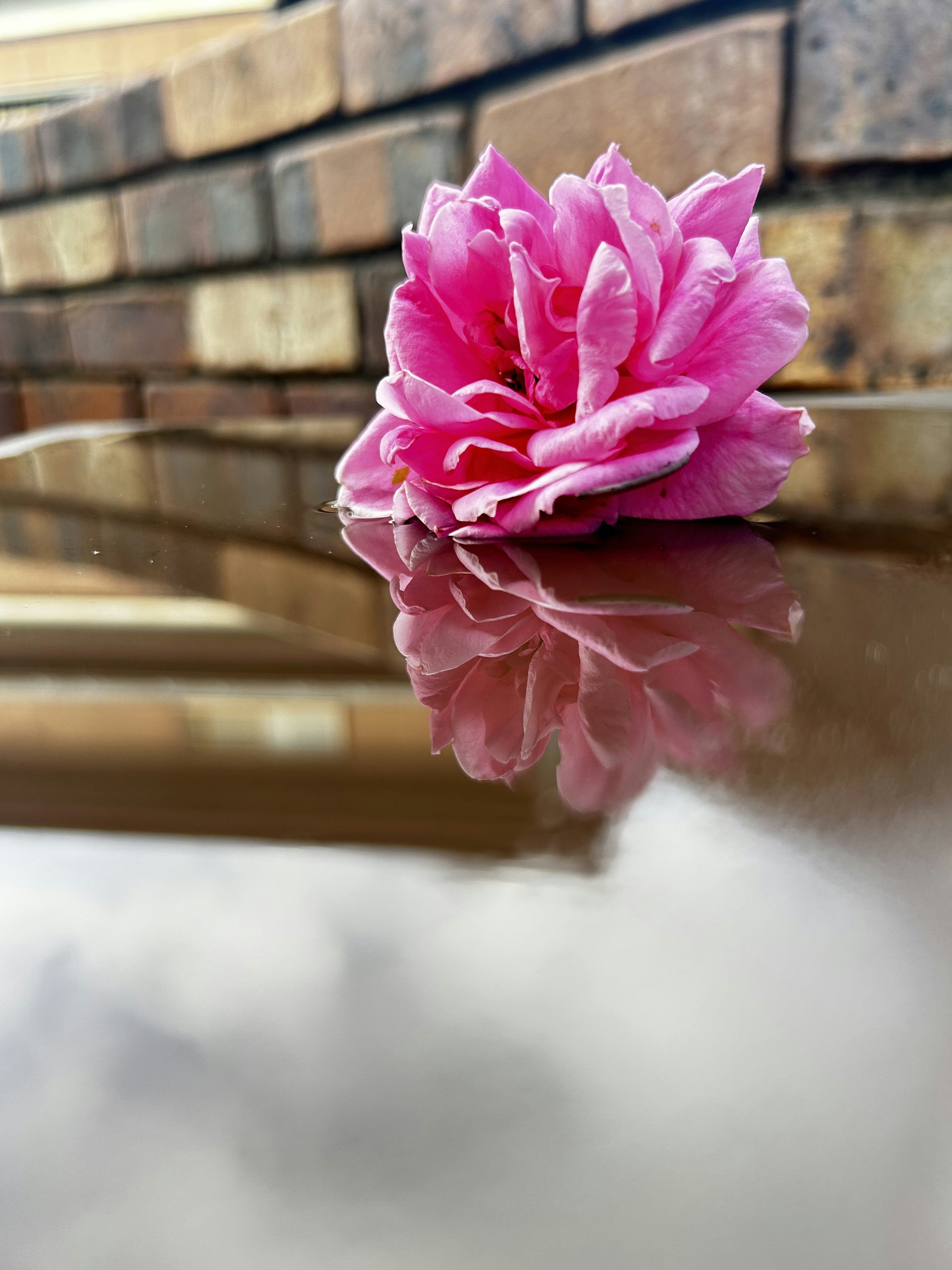 Une fleur rose posée sur une table avec un beau reflet