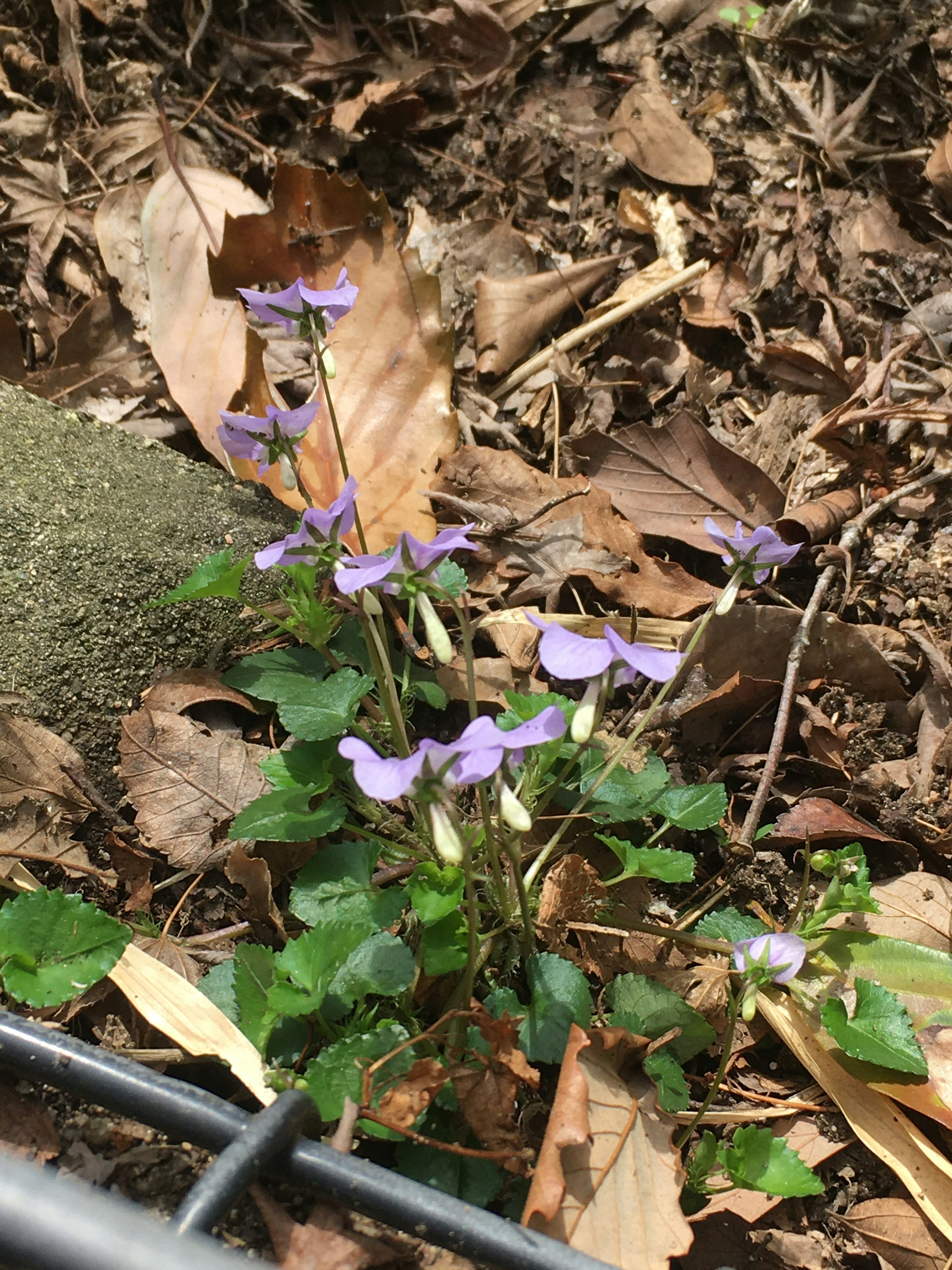 Small plant with purple flowers among dry leaves