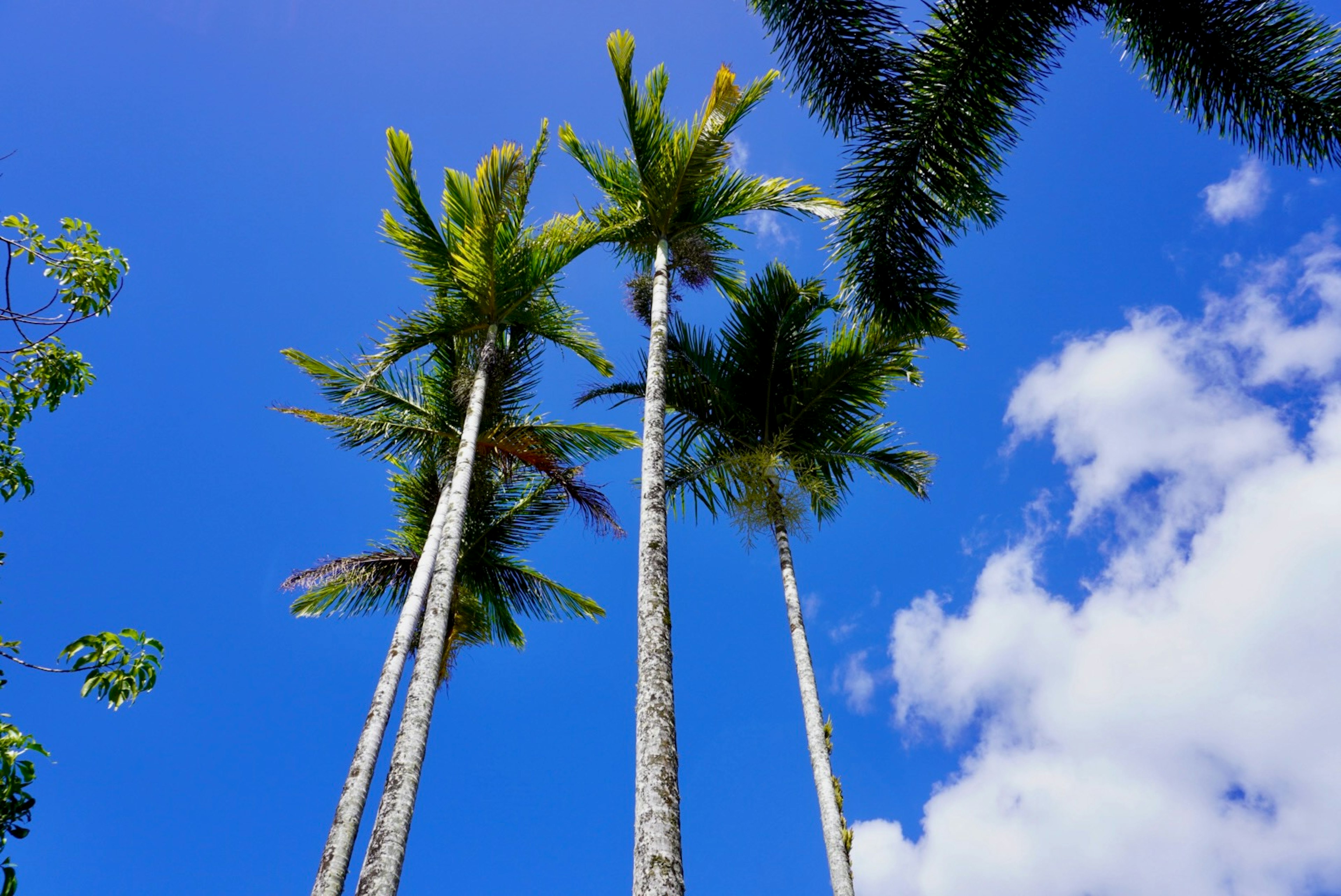 Tall palm trees against a bright blue sky with white clouds