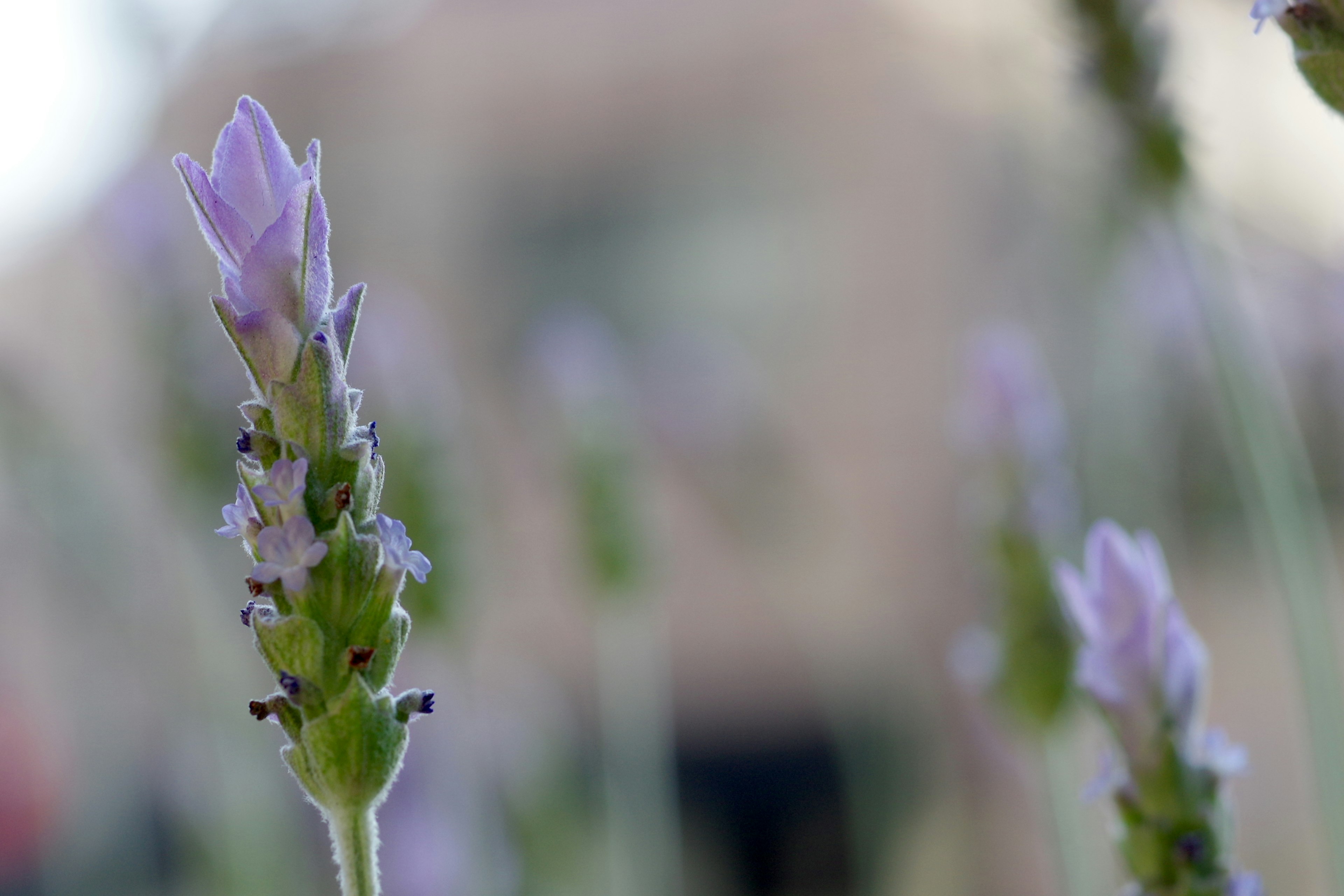 Foto close-up bunga lavender dalam nuansa ungu lembut