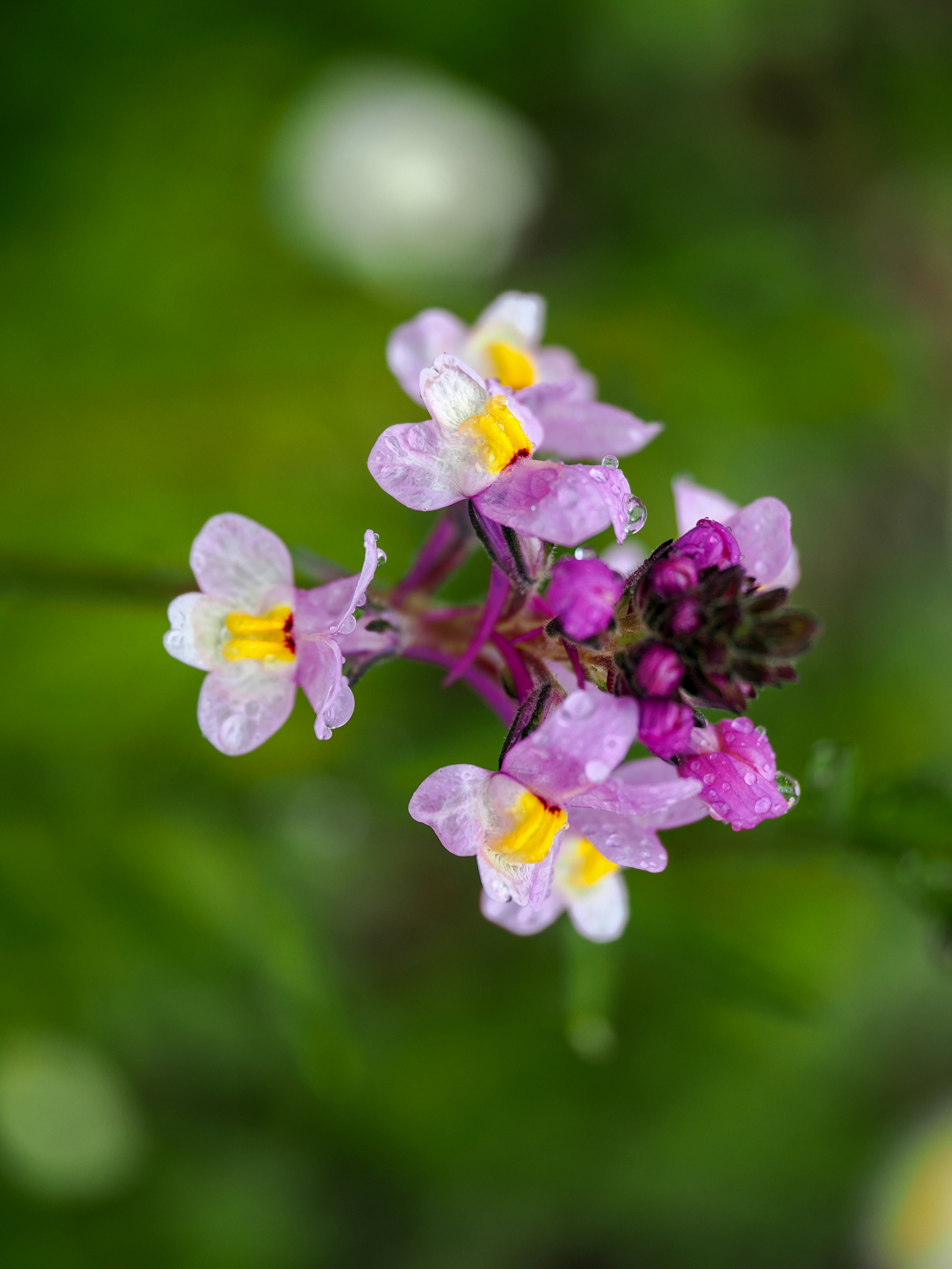 Groupe de petites fleurs violettes et blanches avec des accents jaunes et des gouttelettes