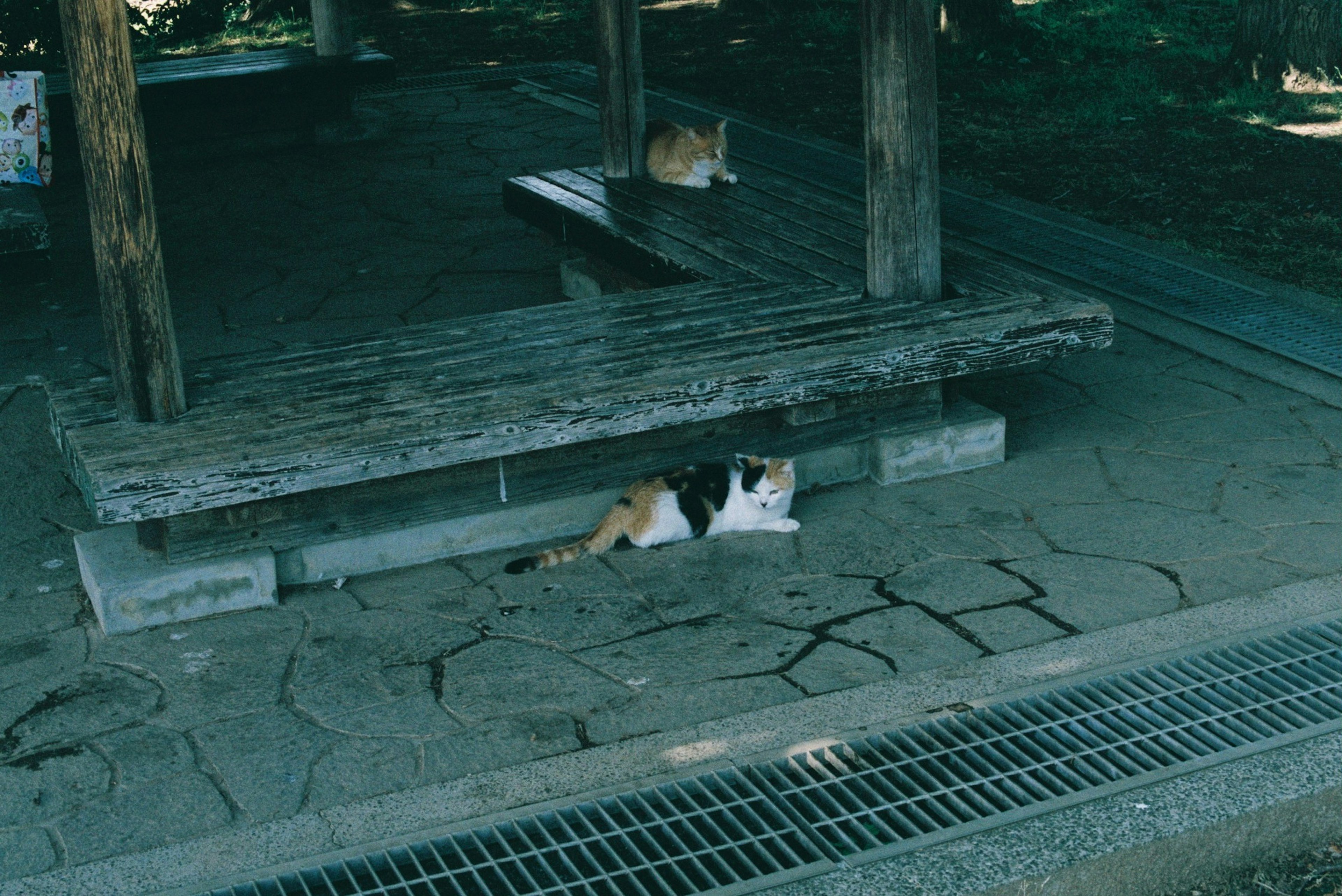 Calico cat resting in the shade with another cat in the background