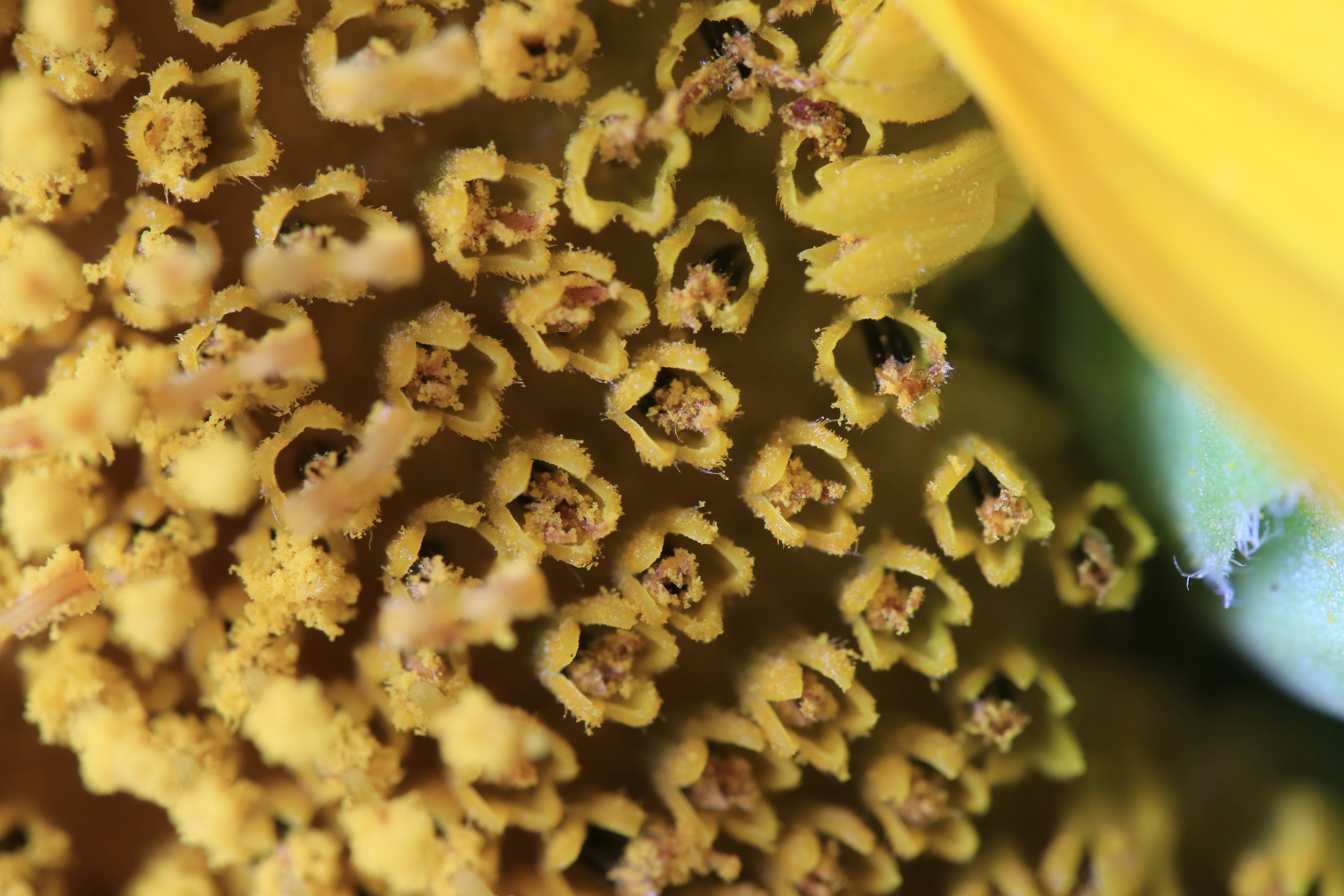 Gros plan du centre d'un tournesol montrant le pollen jaune et des structures complexes