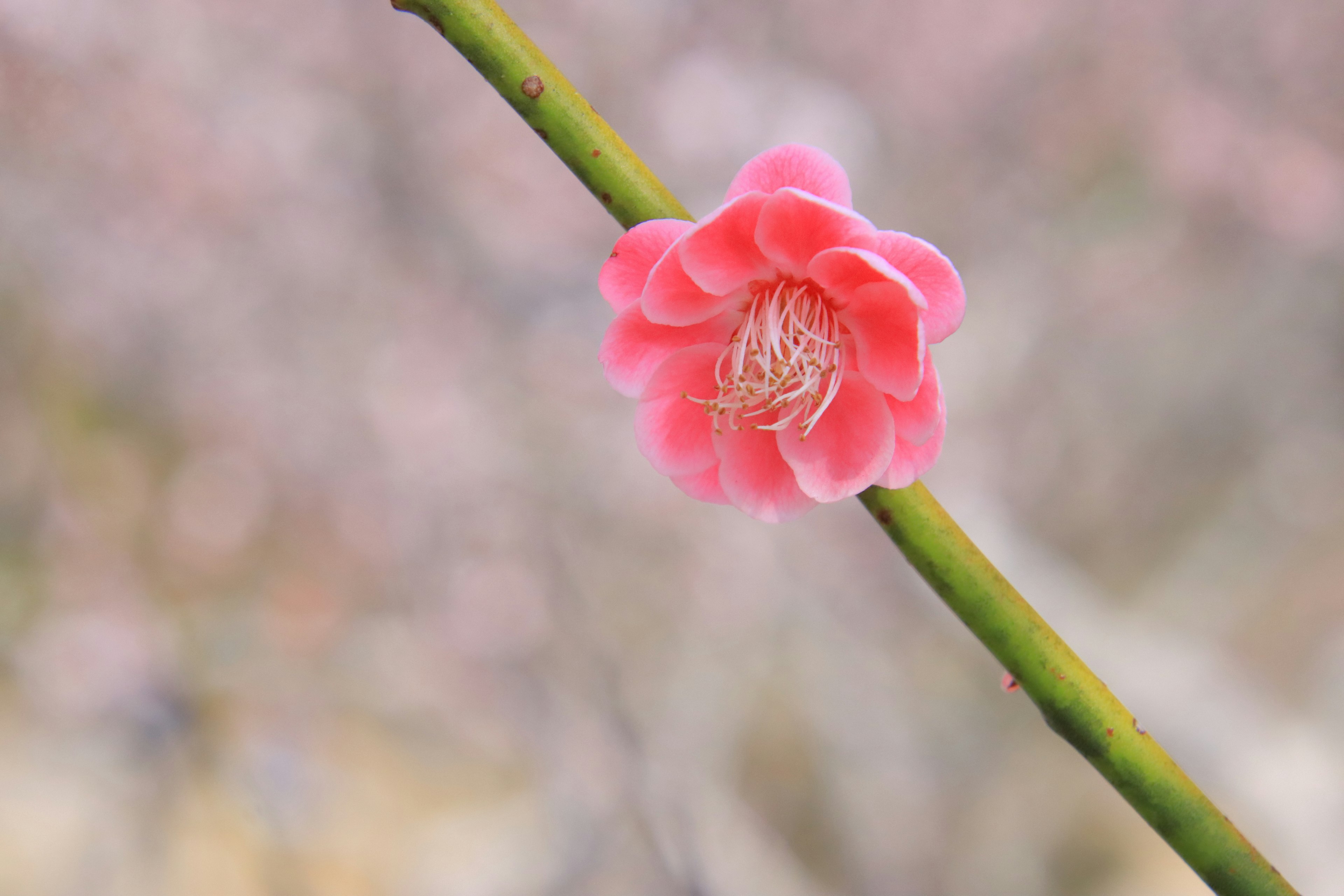 Flor rosa delicada que florece en una rama mostrando detalles centrales intrincados