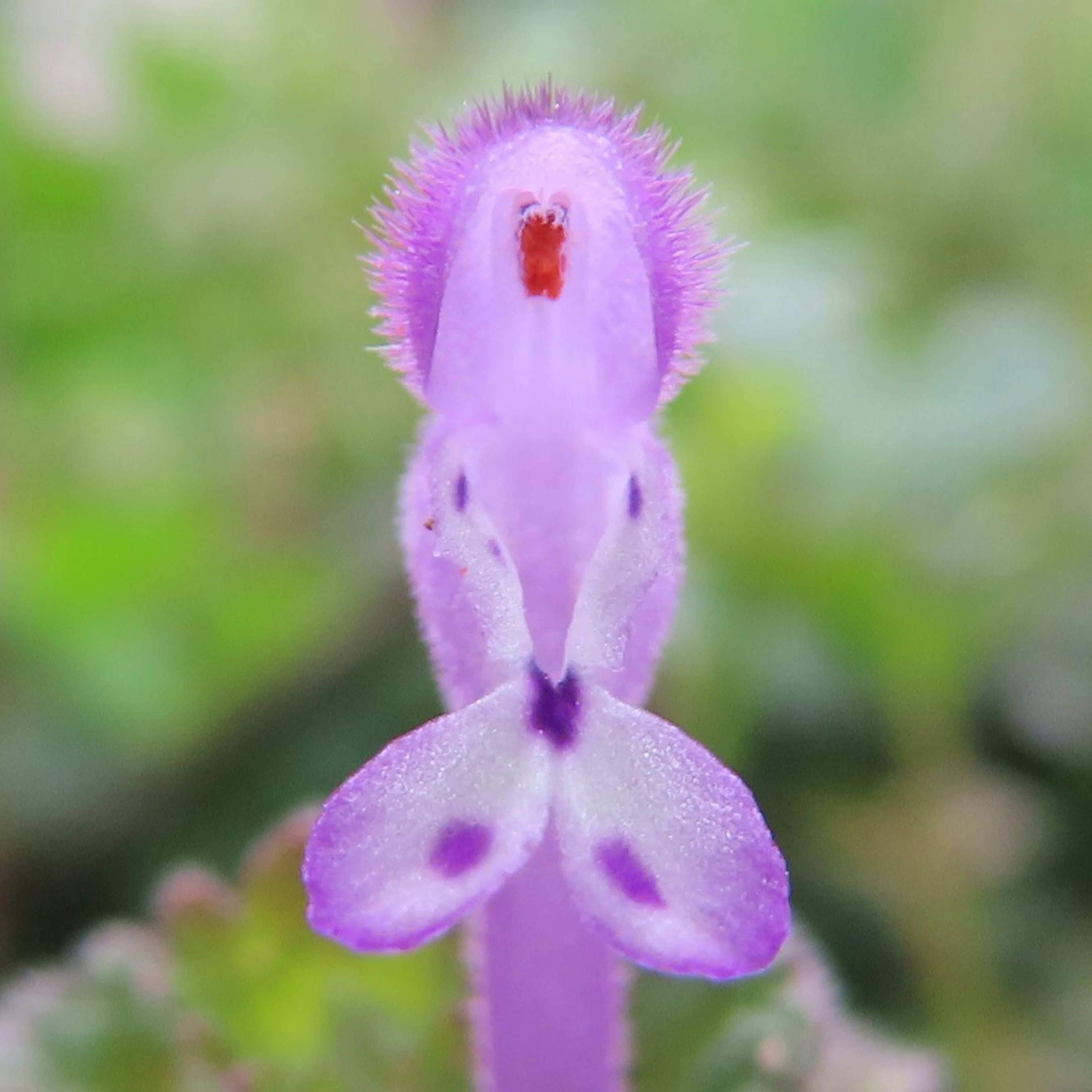 Gros plan d'une fleur violette avec des poils fins et une forme unique