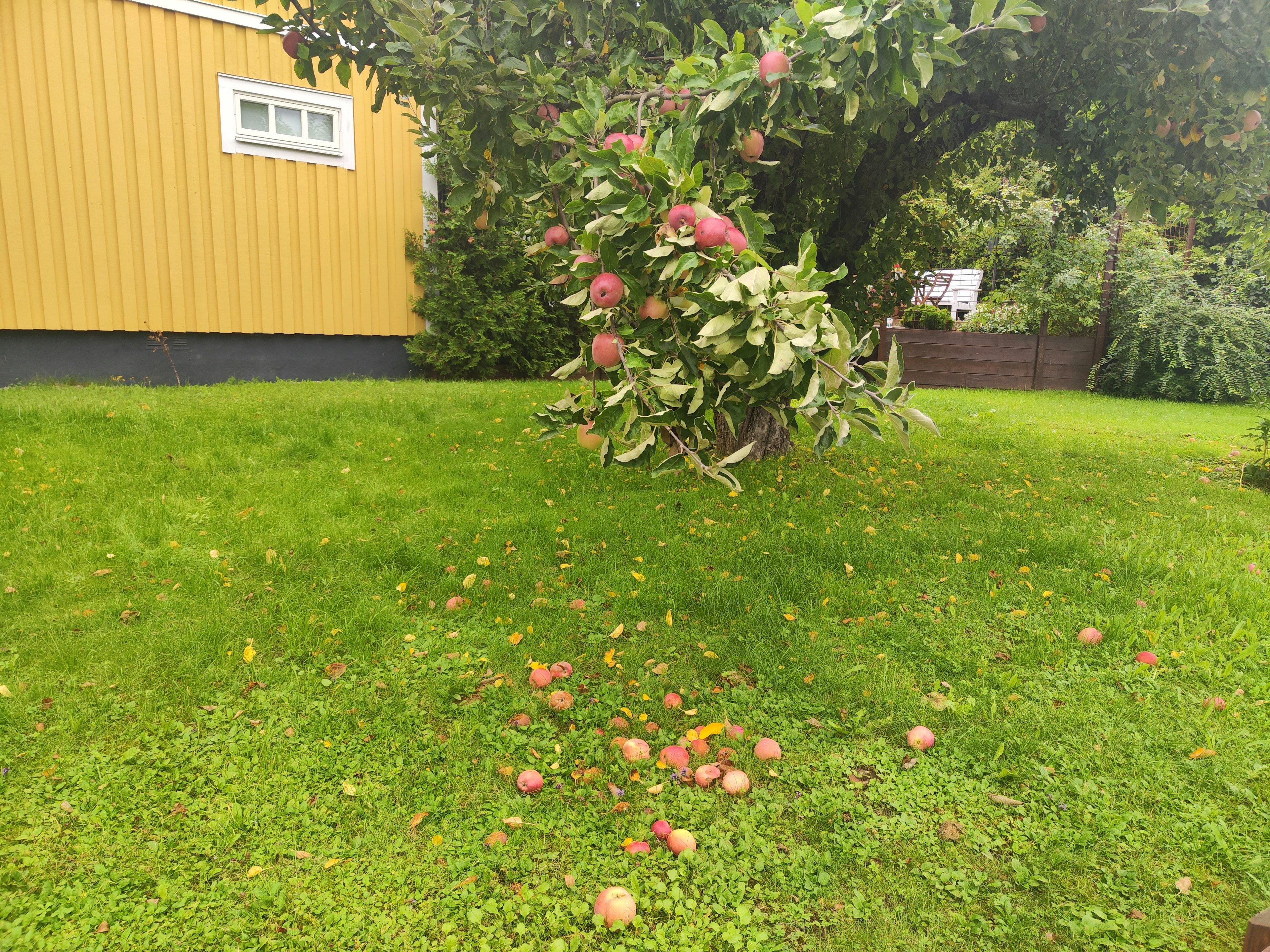 Ein grüner Rasen mit einem Apfelbaum und gefallenen Äpfeln