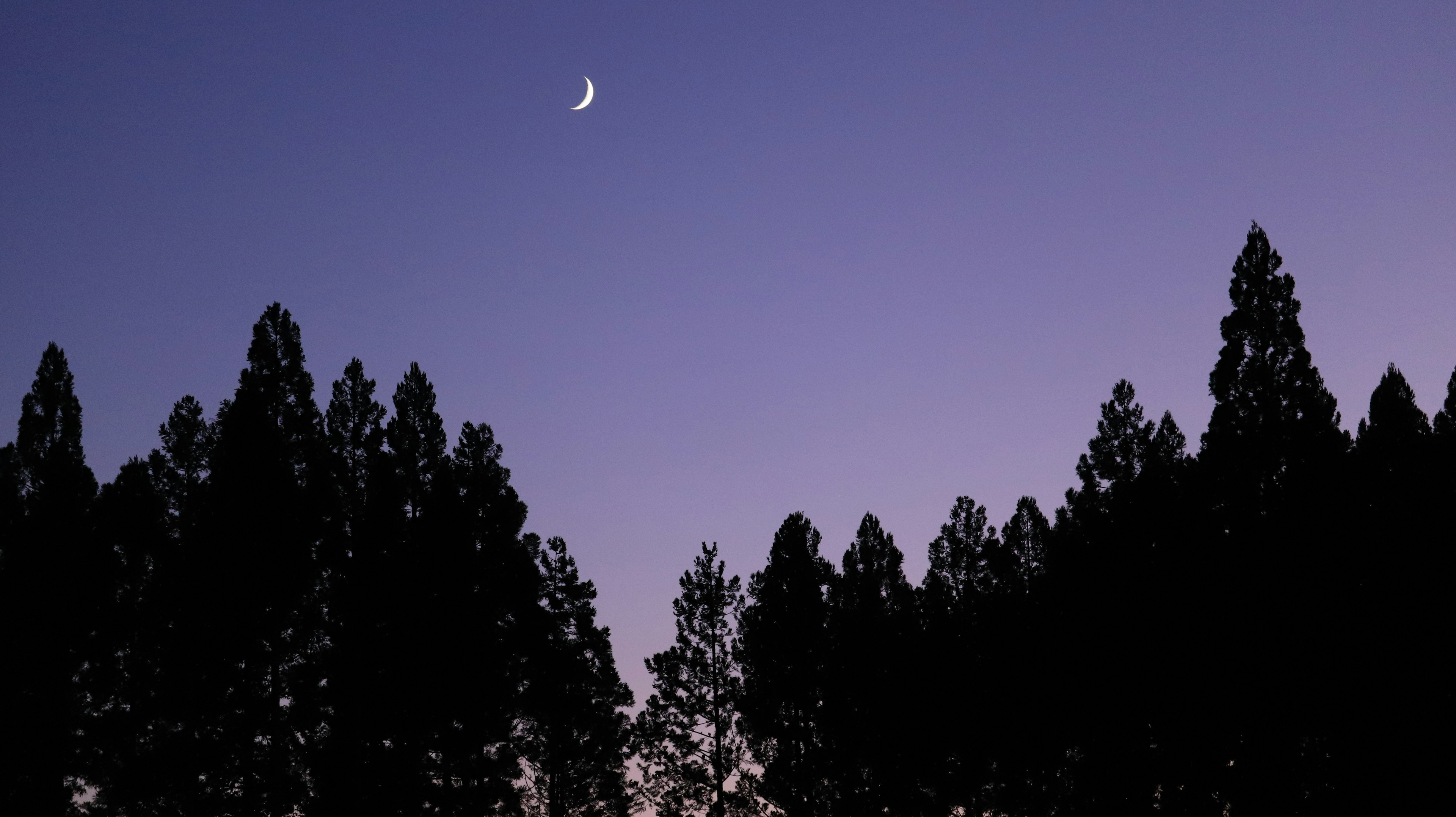 Bulan sabit tipis di langit senja dengan pohon siluet