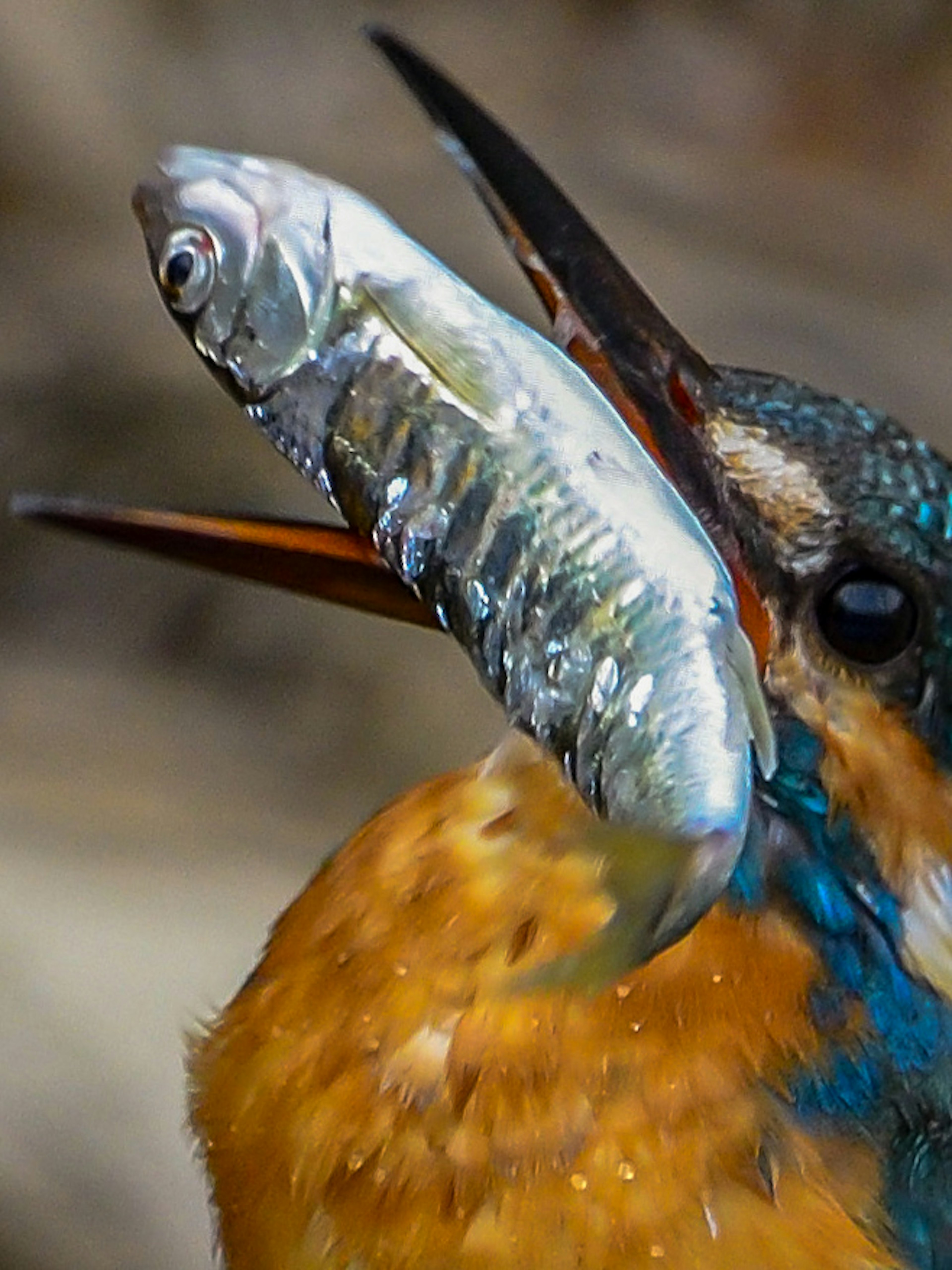 Seekor burung kingfisher berwarna cerah memegang ikan di paruhnya