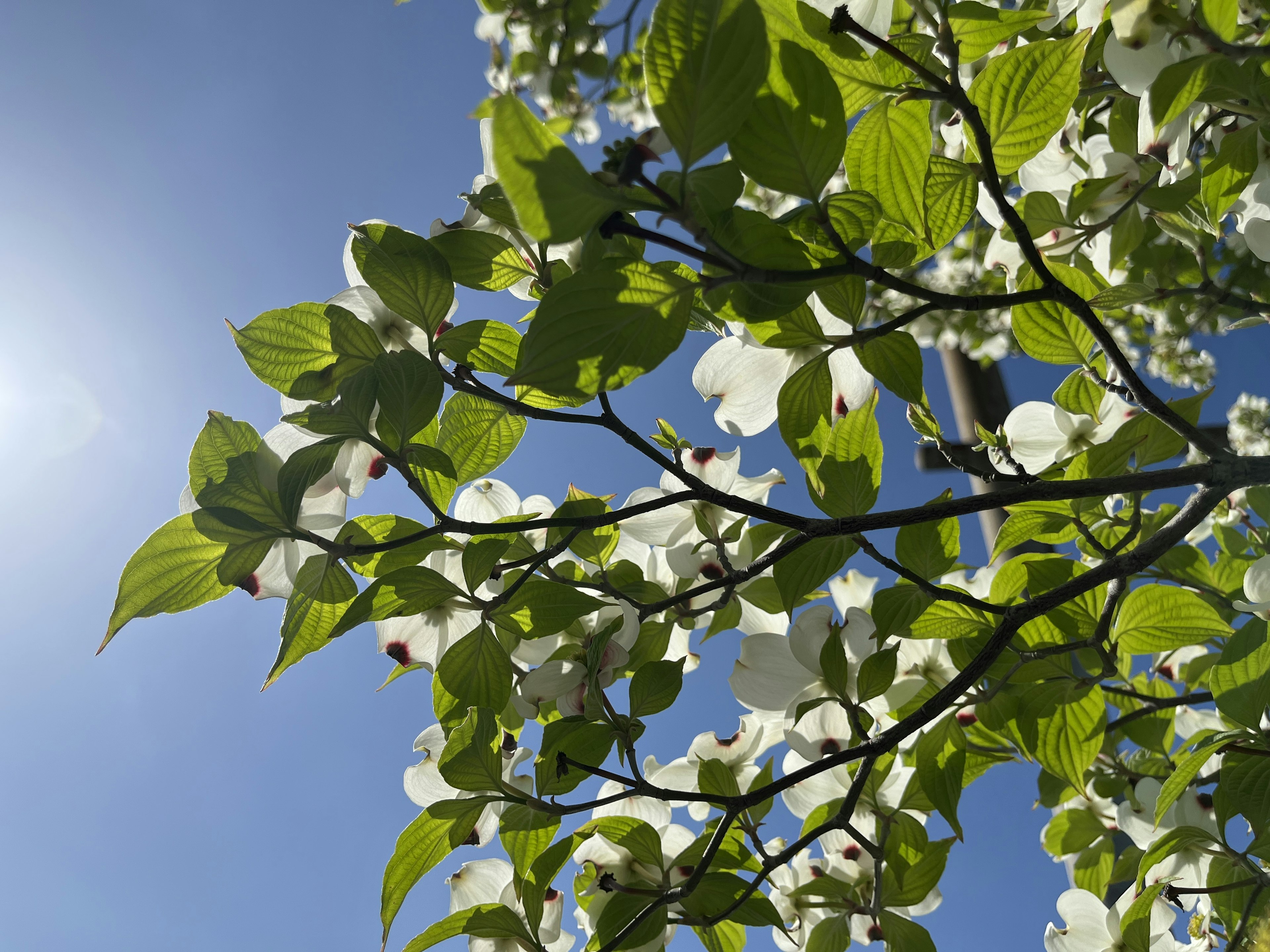 Branches avec des fleurs blanches et des feuilles vertes sous un ciel bleu