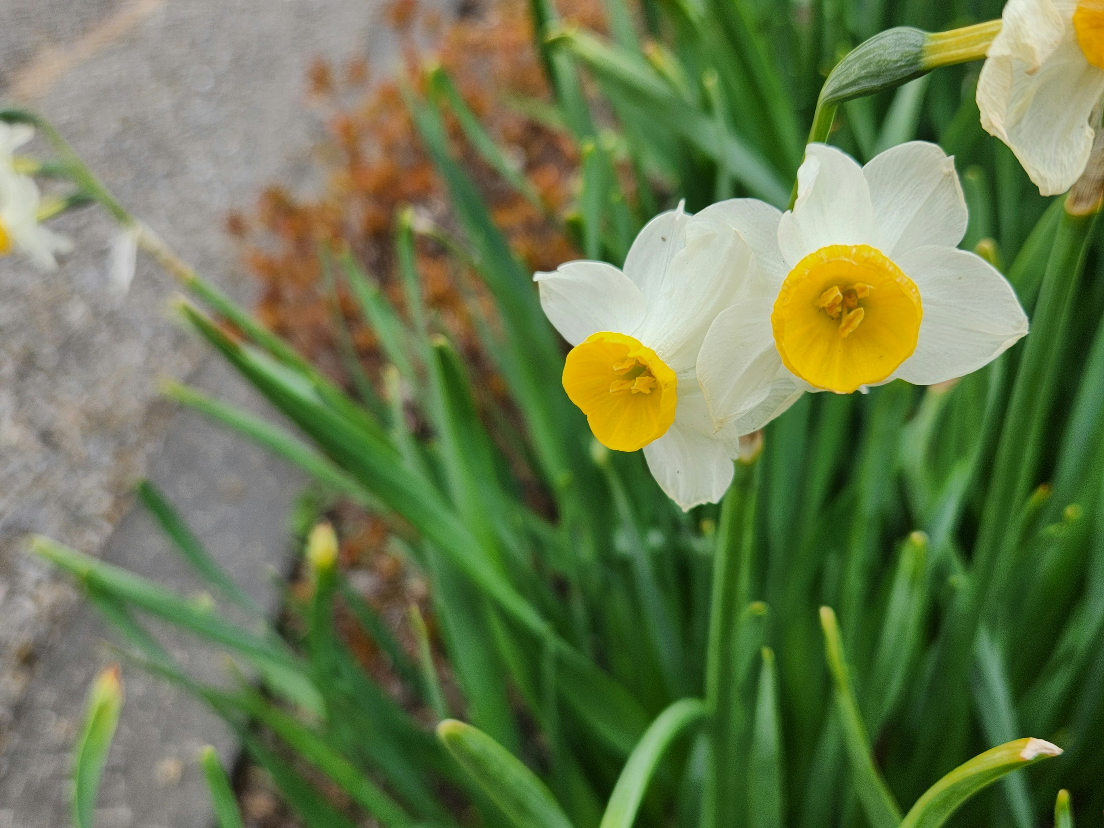 Bunga daffodil putih dengan pusat kuning mekar di antara daun hijau