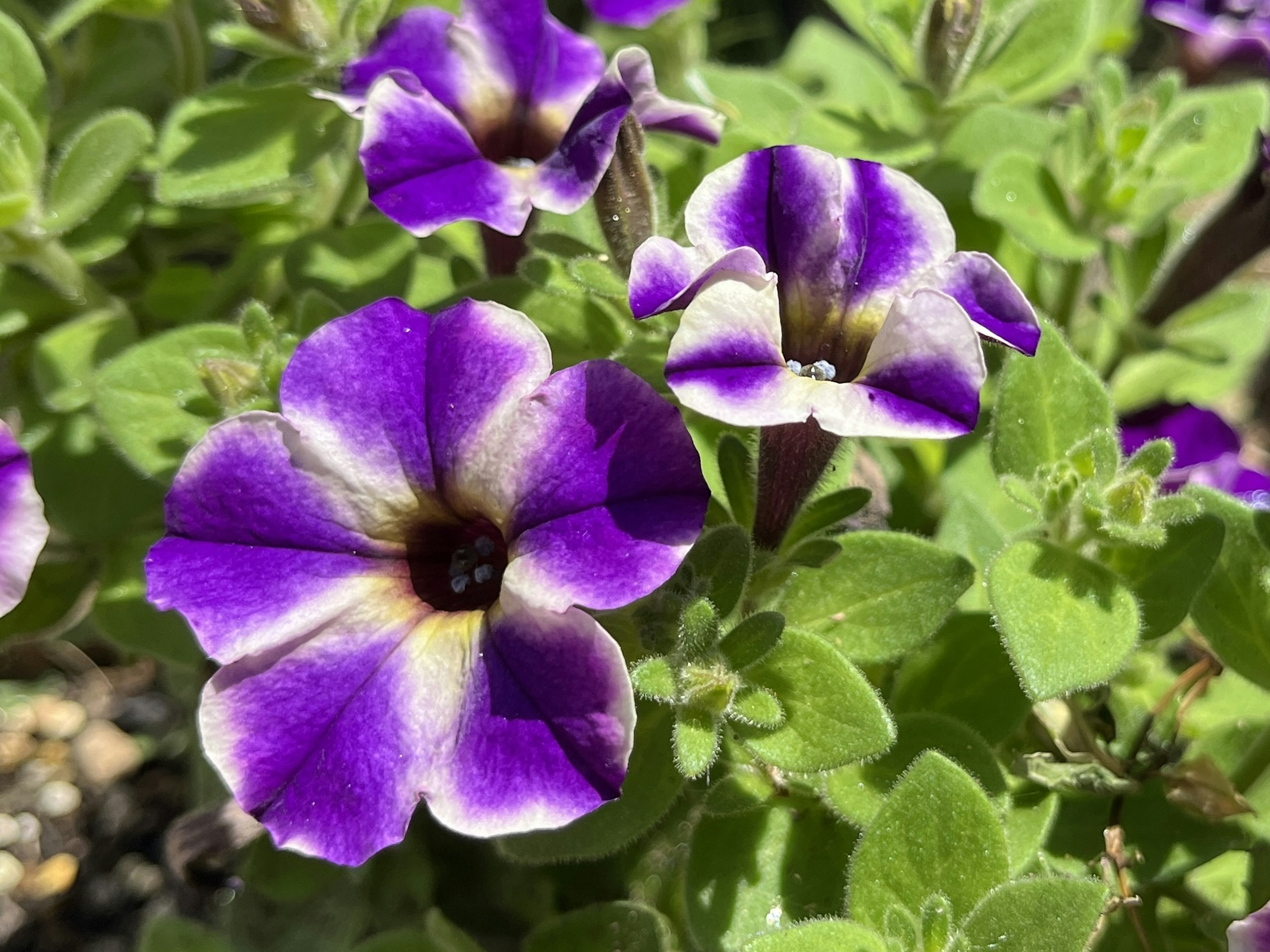 Vibrant purple petunia flowers blooming with green leaves