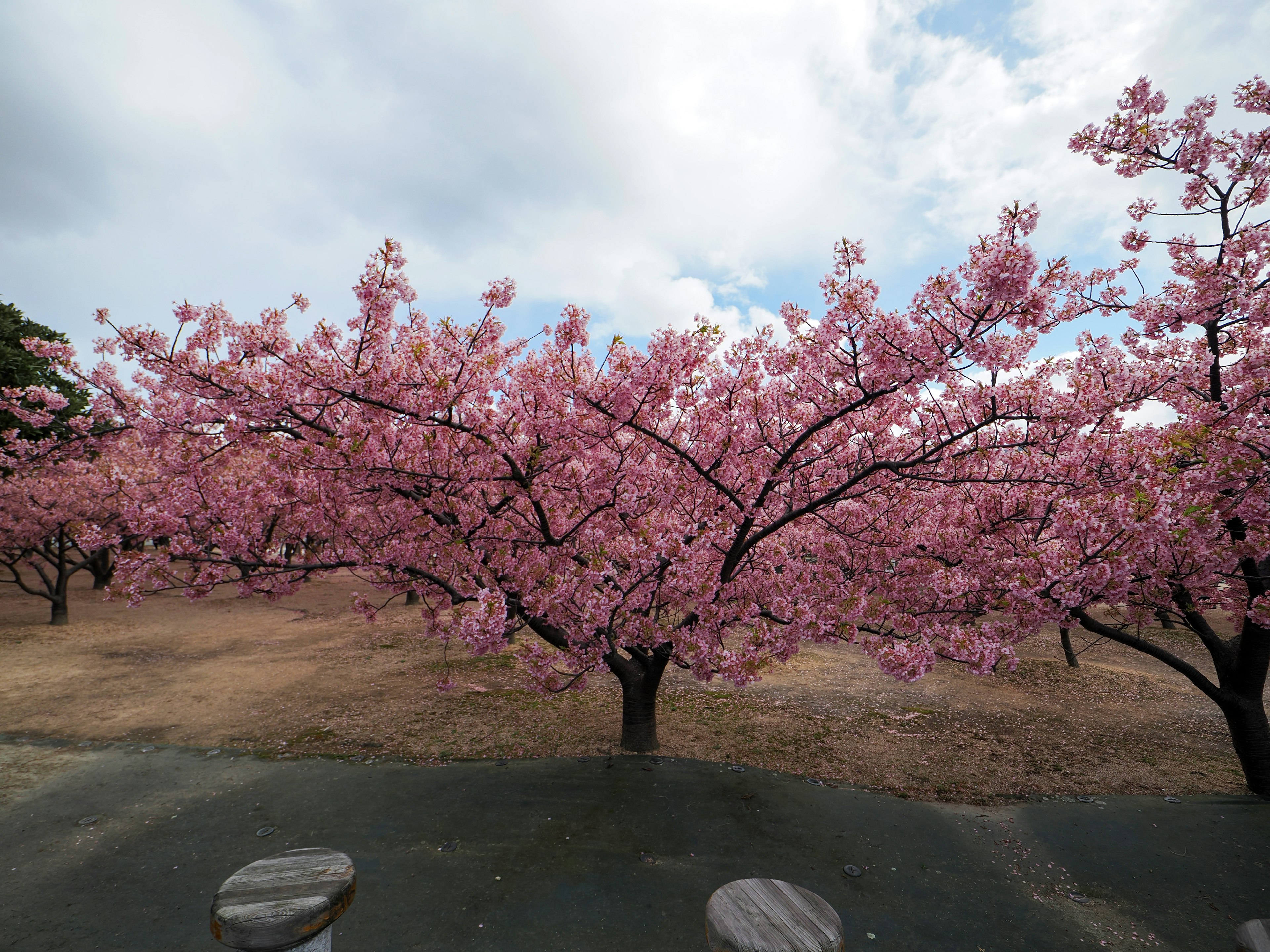 桜の木が満開の公園の風景