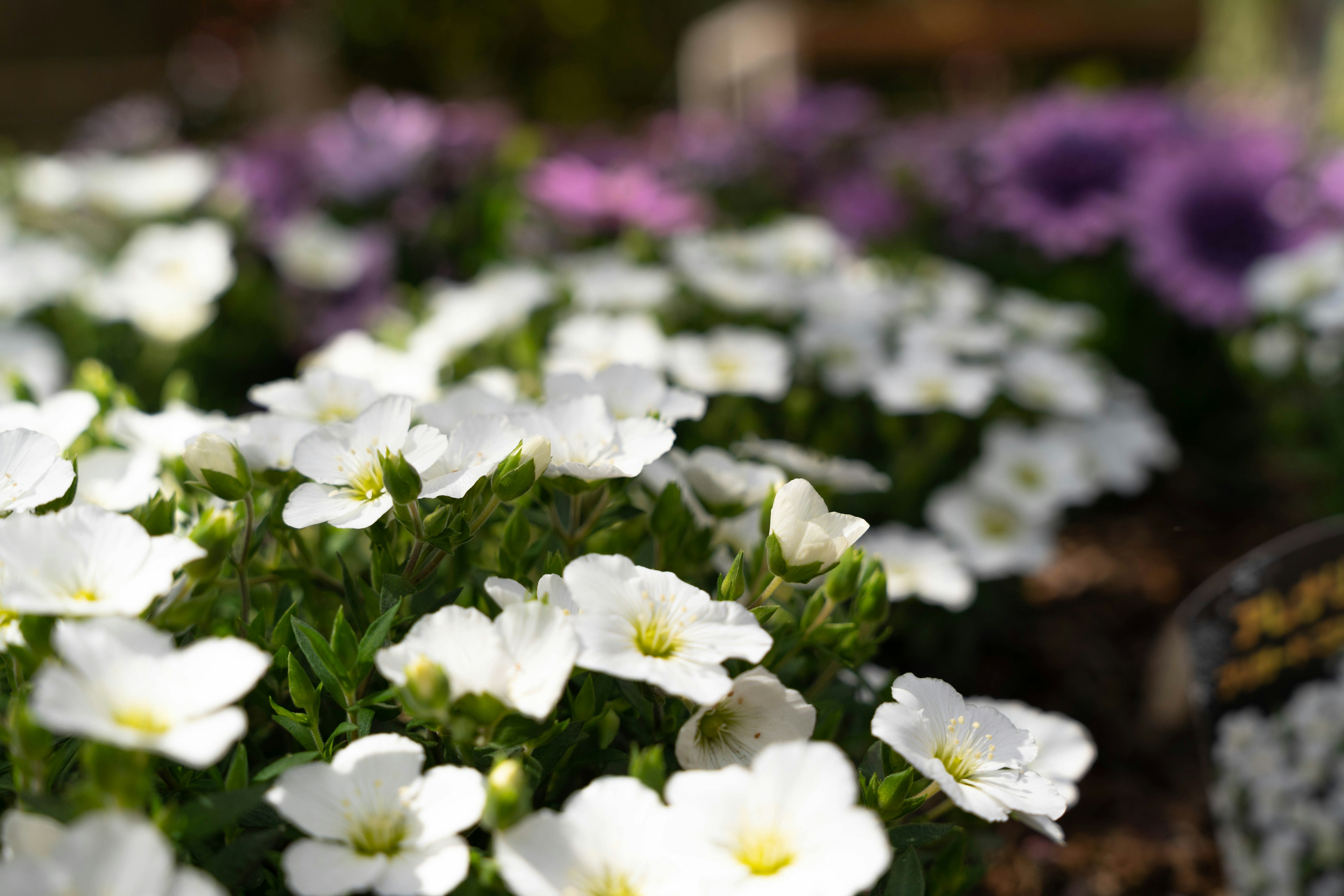 白い花と紫の花が咲く美しい庭