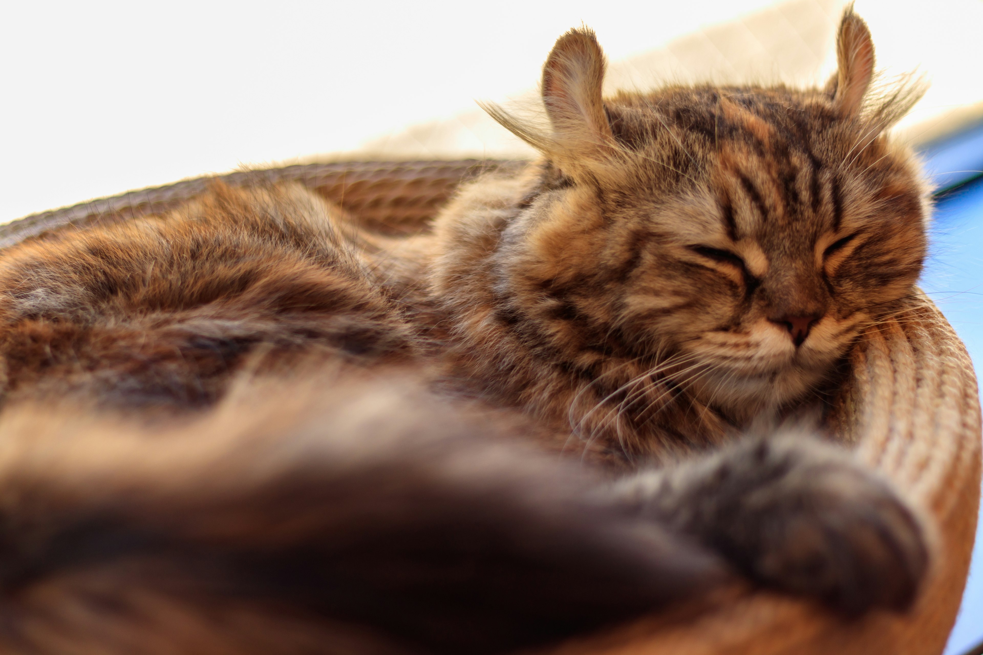 Kucing berbulu tidur di keranjang yang nyaman