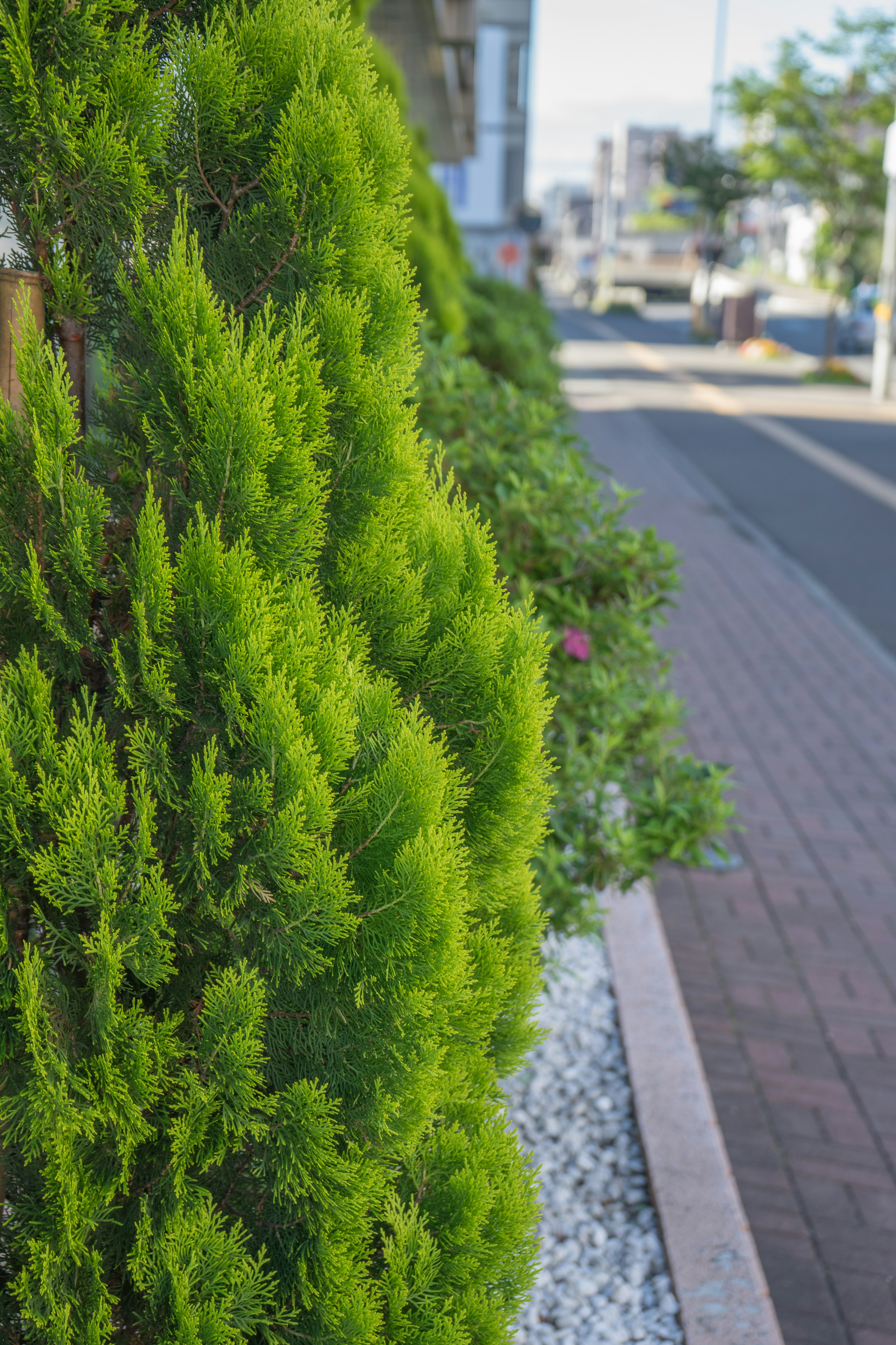 Arbustos verdes exuberantes bordeando una acera en un entorno urbano