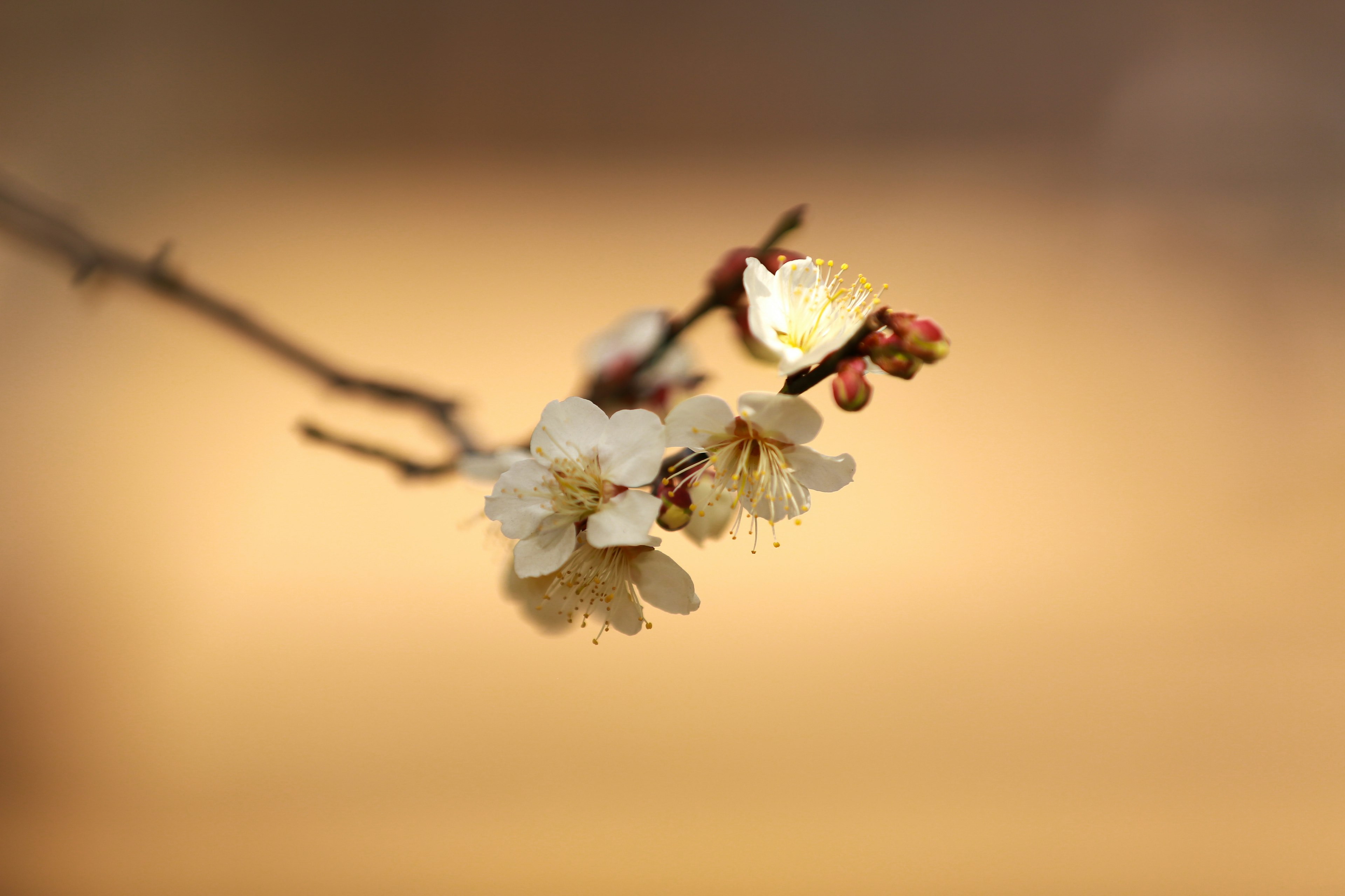 白い花とつぼみがついた枝のクローズアップ