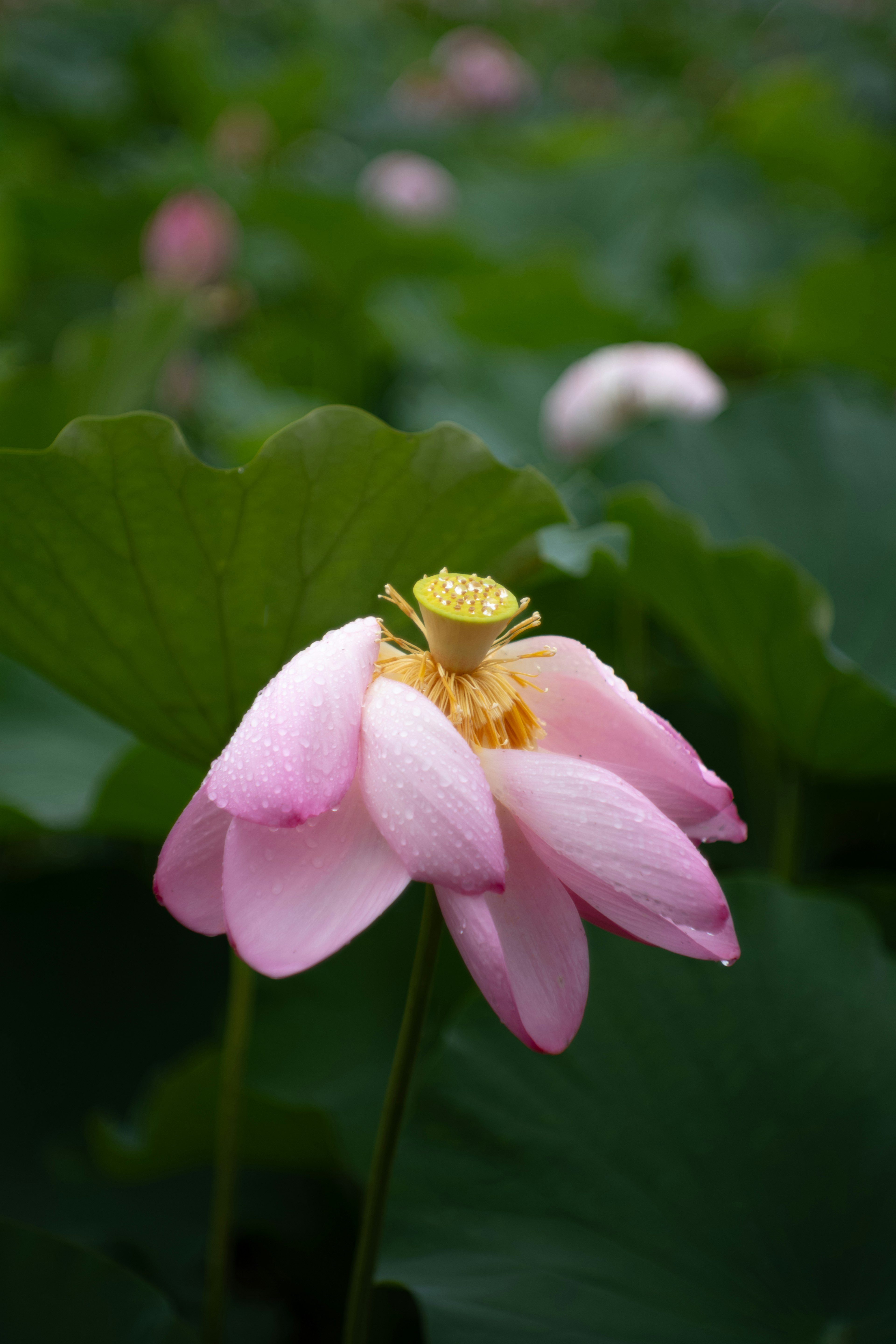 A beautiful pink lotus flower blooming among green leaves