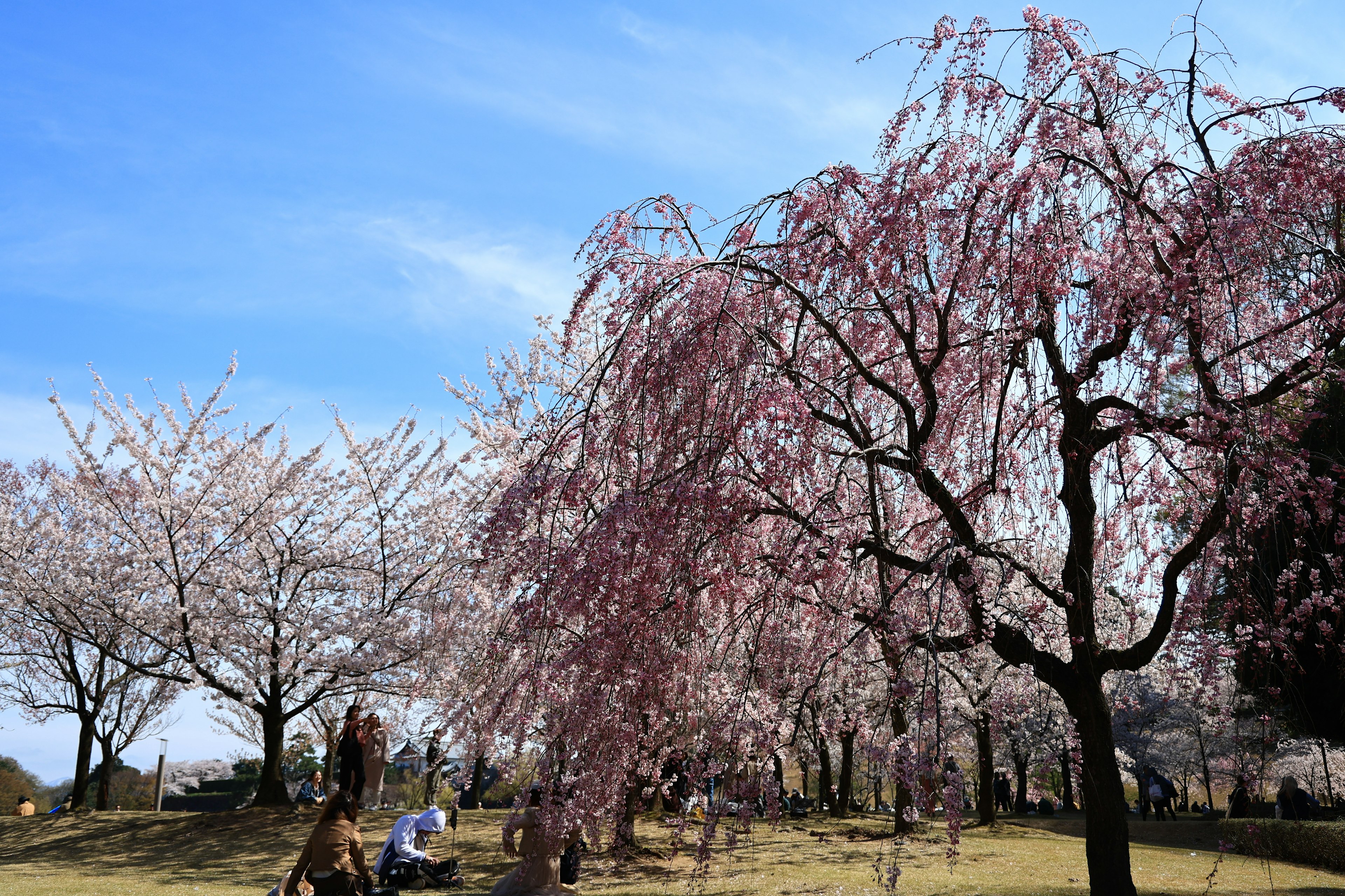 ทิวทัศน์สวนสาธารณะที่มีต้นซากุระบานและท้องฟ้าสีฟ้า