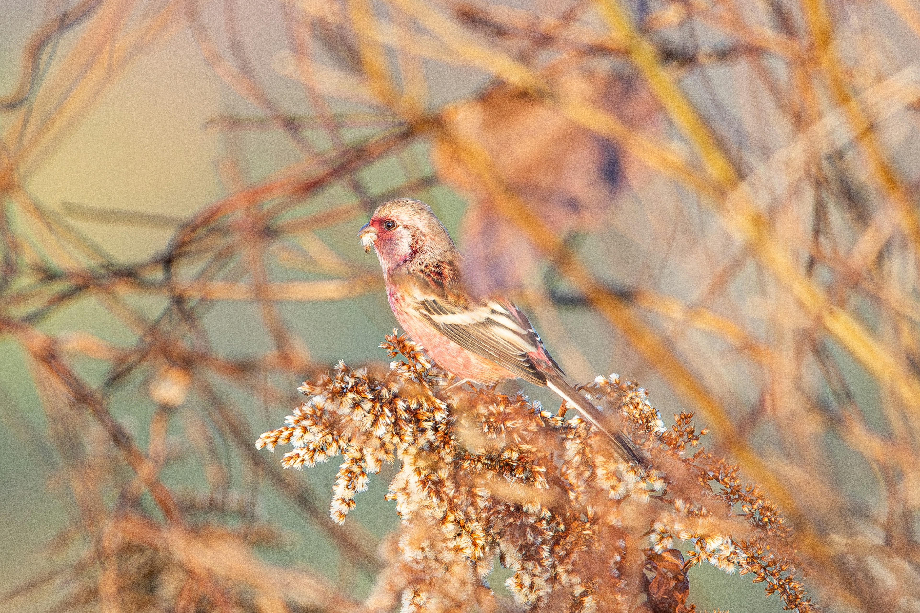 秋の草原にいる小鳥の画像 鳥は穀物の上に止まっている 背景には柔らかい光が漂う