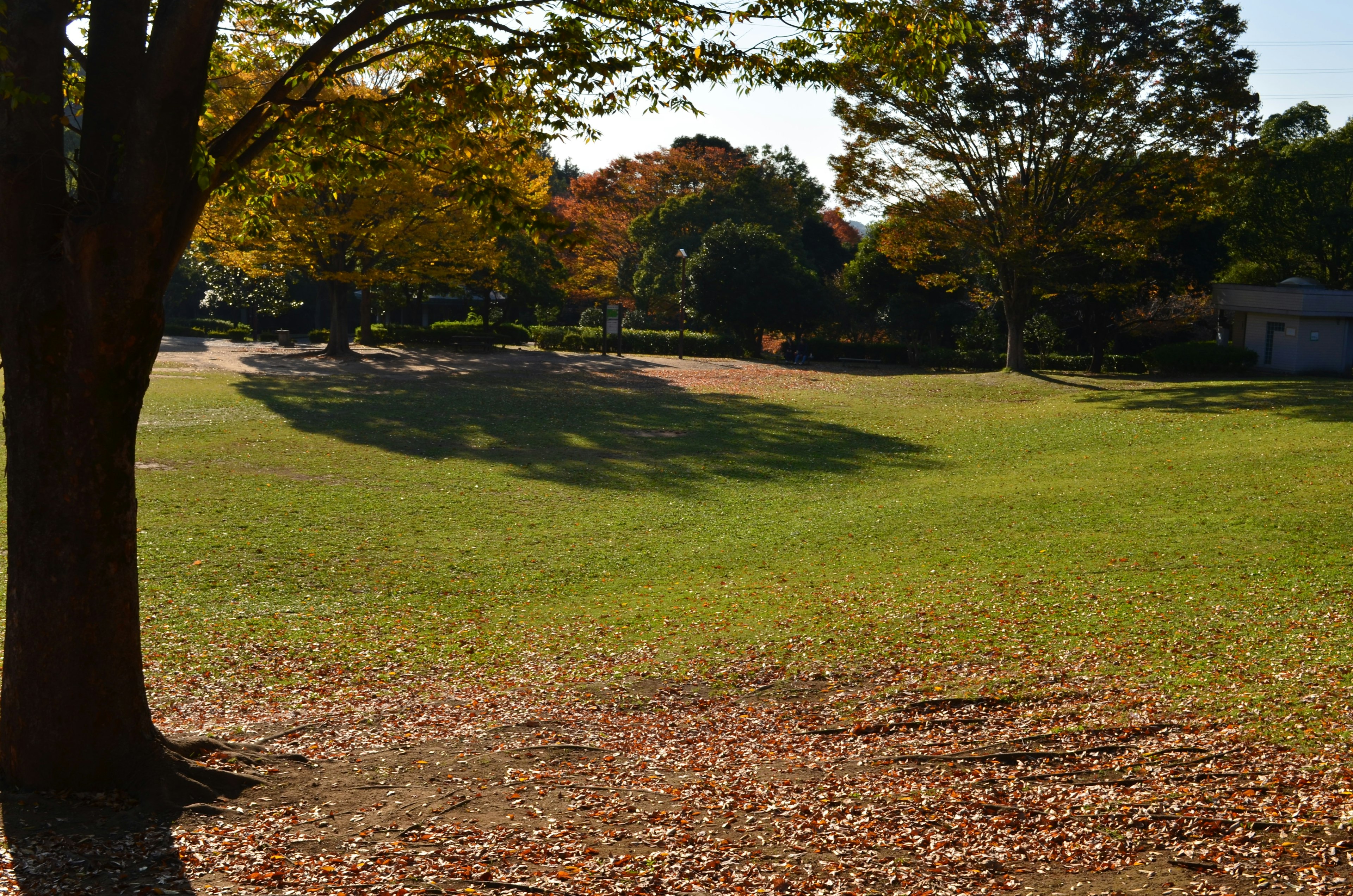 Lush green grass and fallen autumn leaves in a park