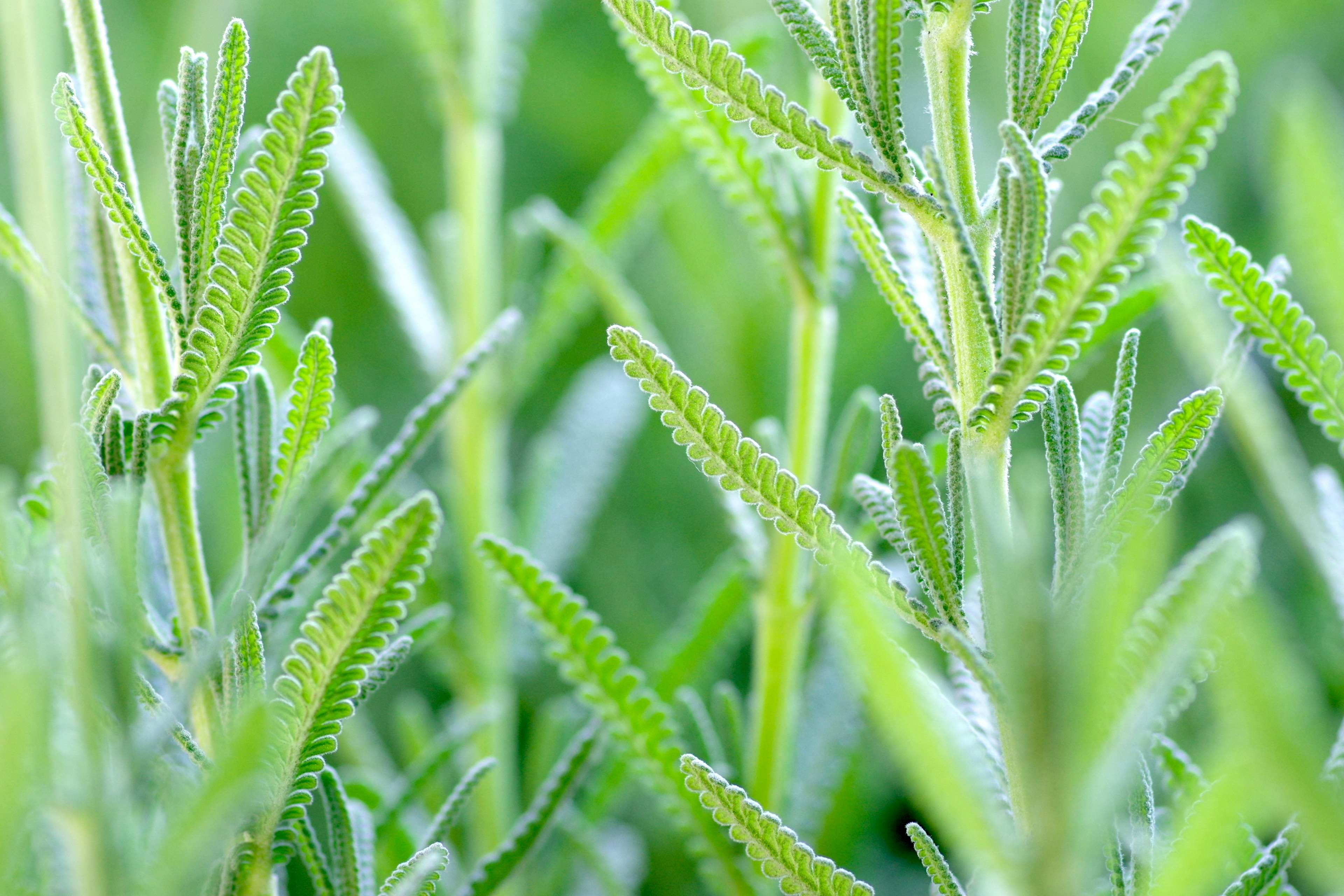 緑色の葉が密集した植物のクローズアップ写真