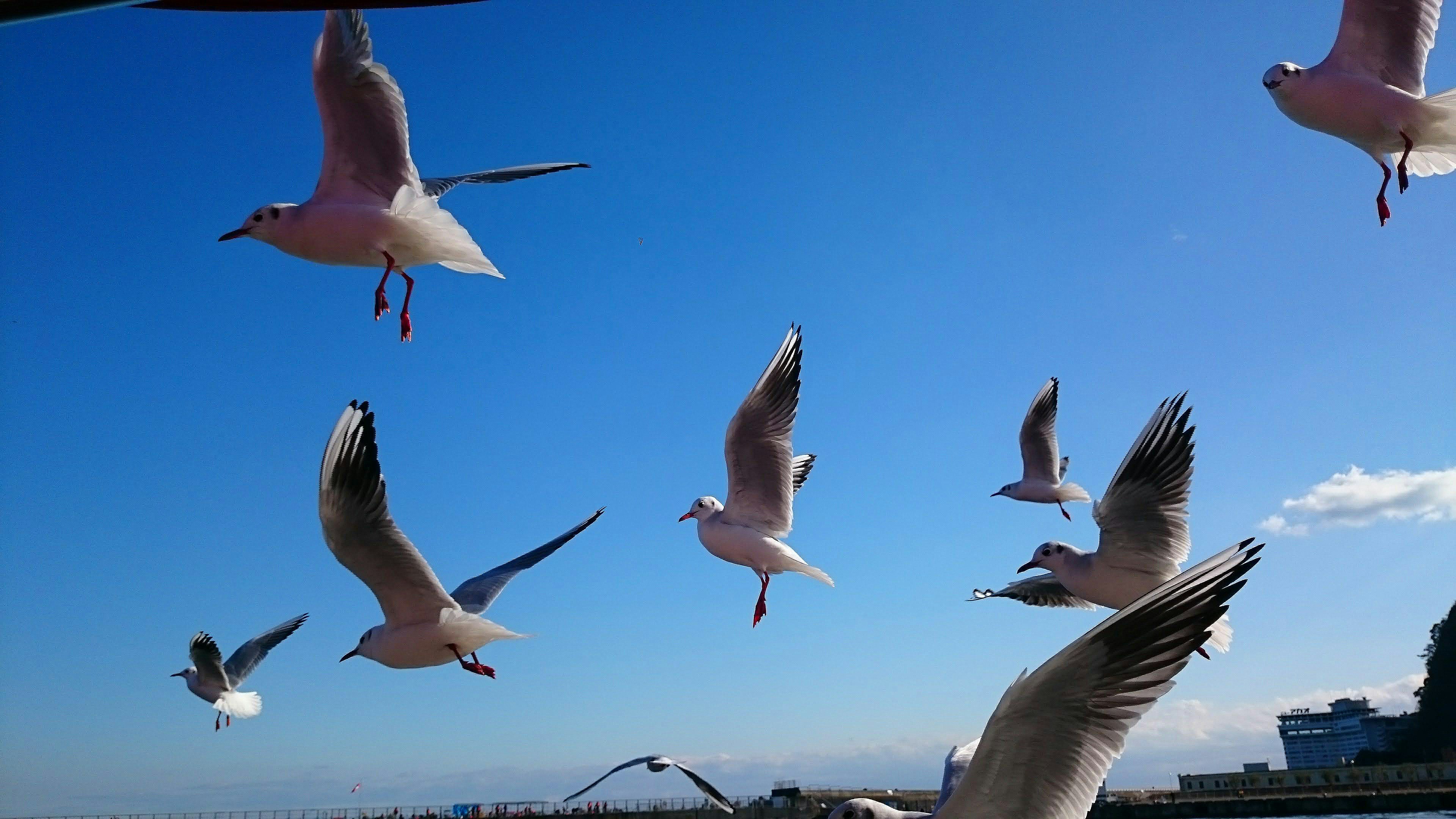 Eine Gruppe von Möwen, die unter einem blauen Himmel fliegen