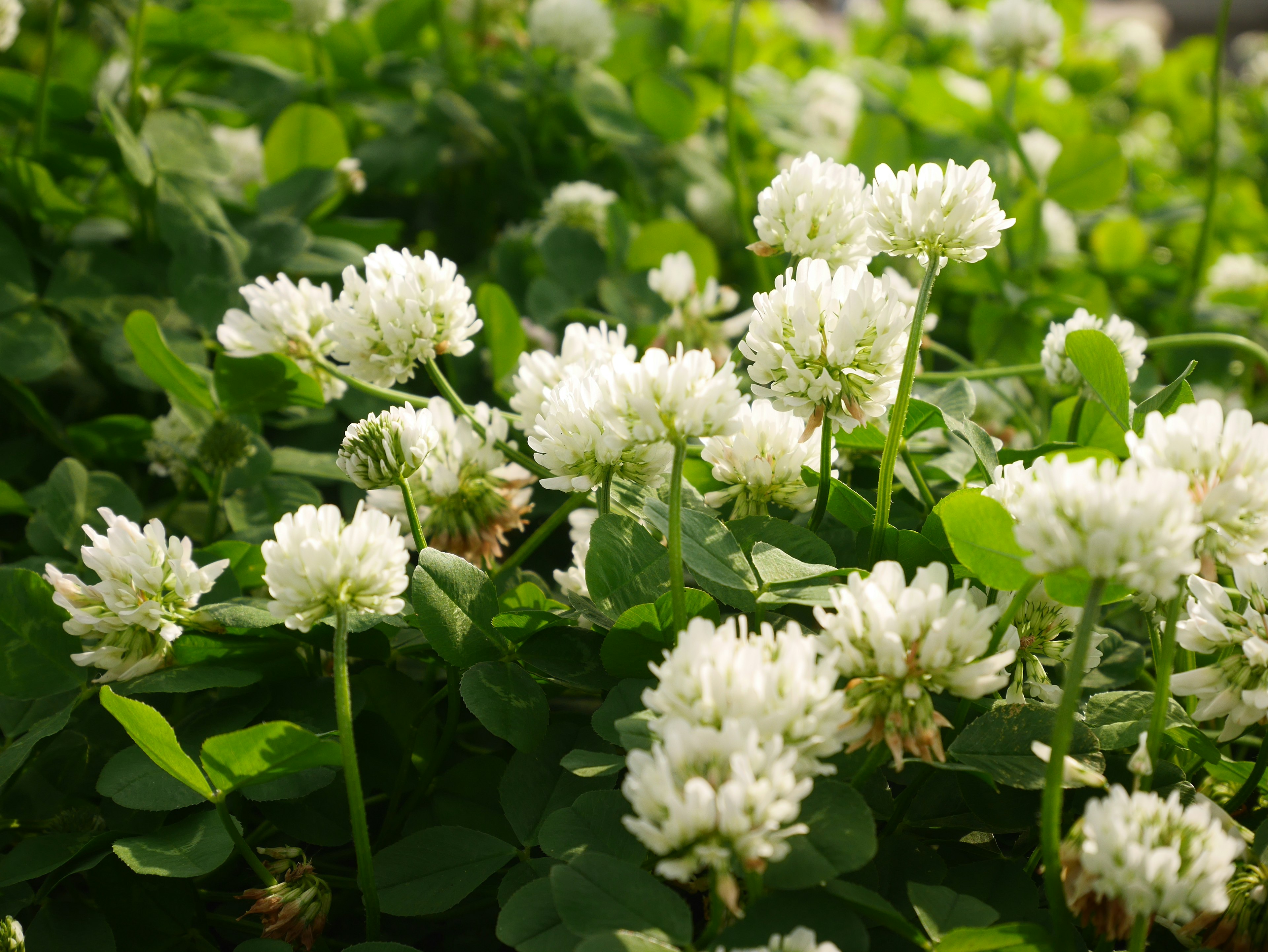 A field of white clover flowers surrounded by lush green leaves