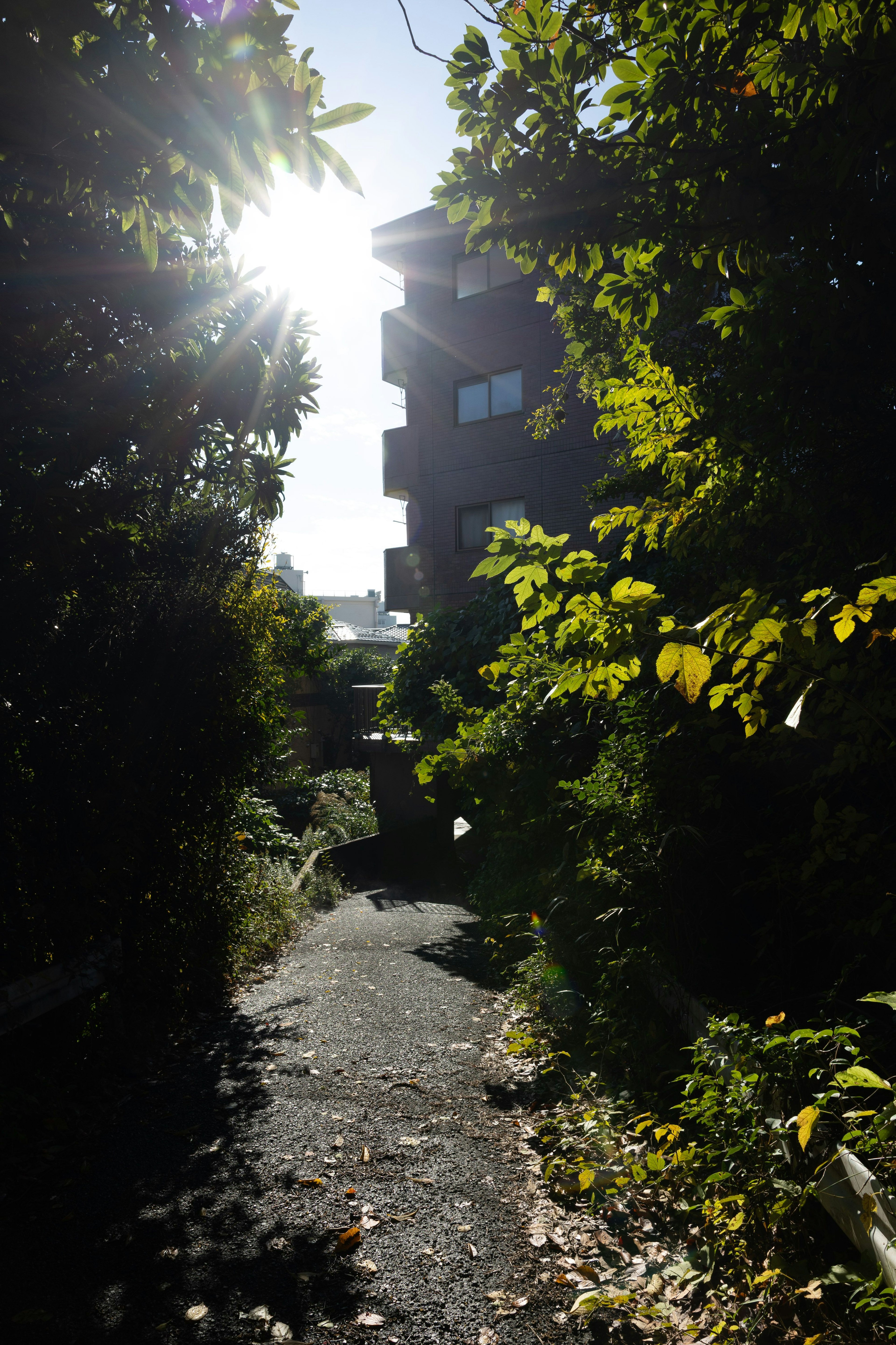 Sendero soleado rodeado de vegetación exuberante y edificios