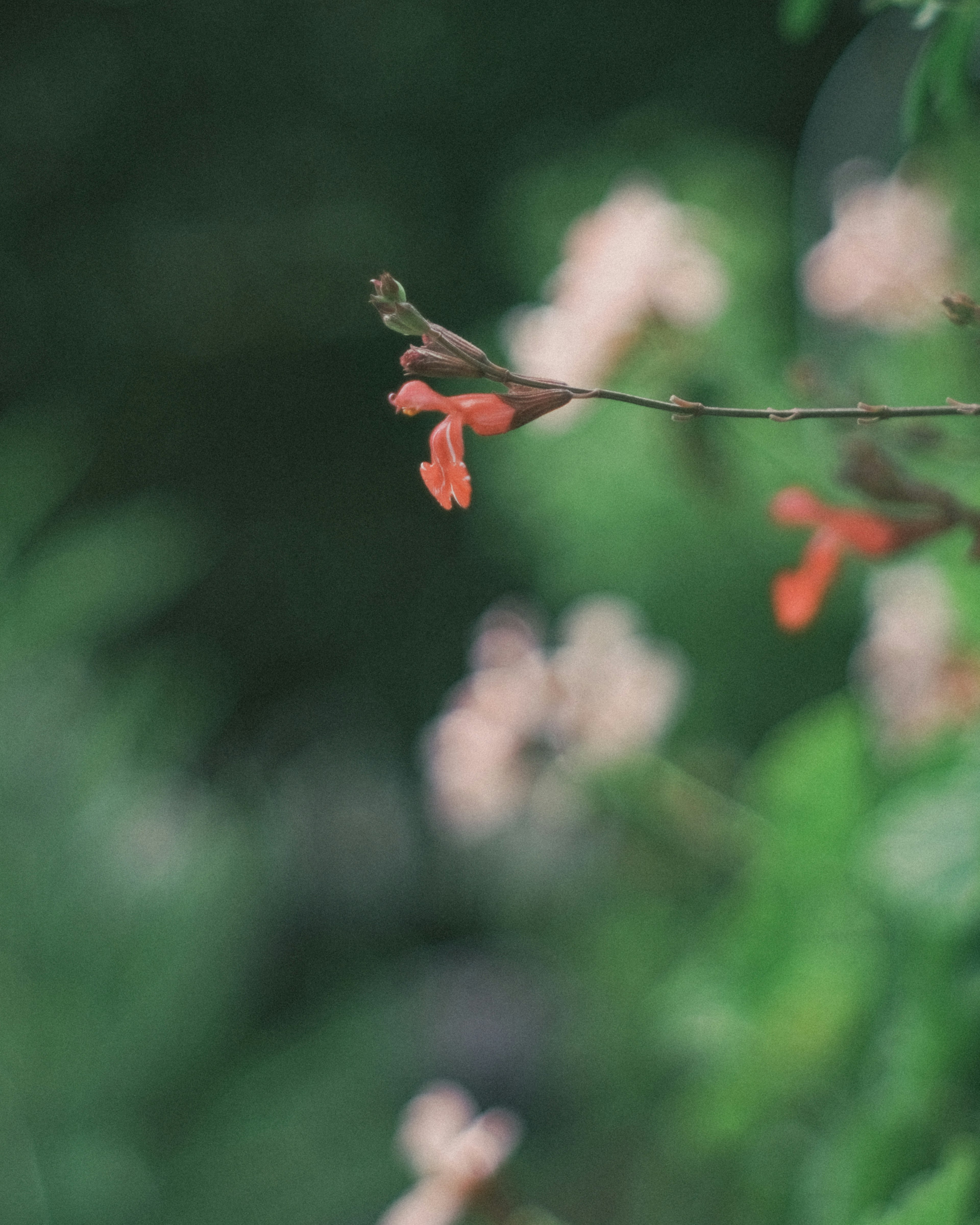 オレンジ色の花が咲いている細い枝のクローズアップ 背景はぼかされた緑色の葉