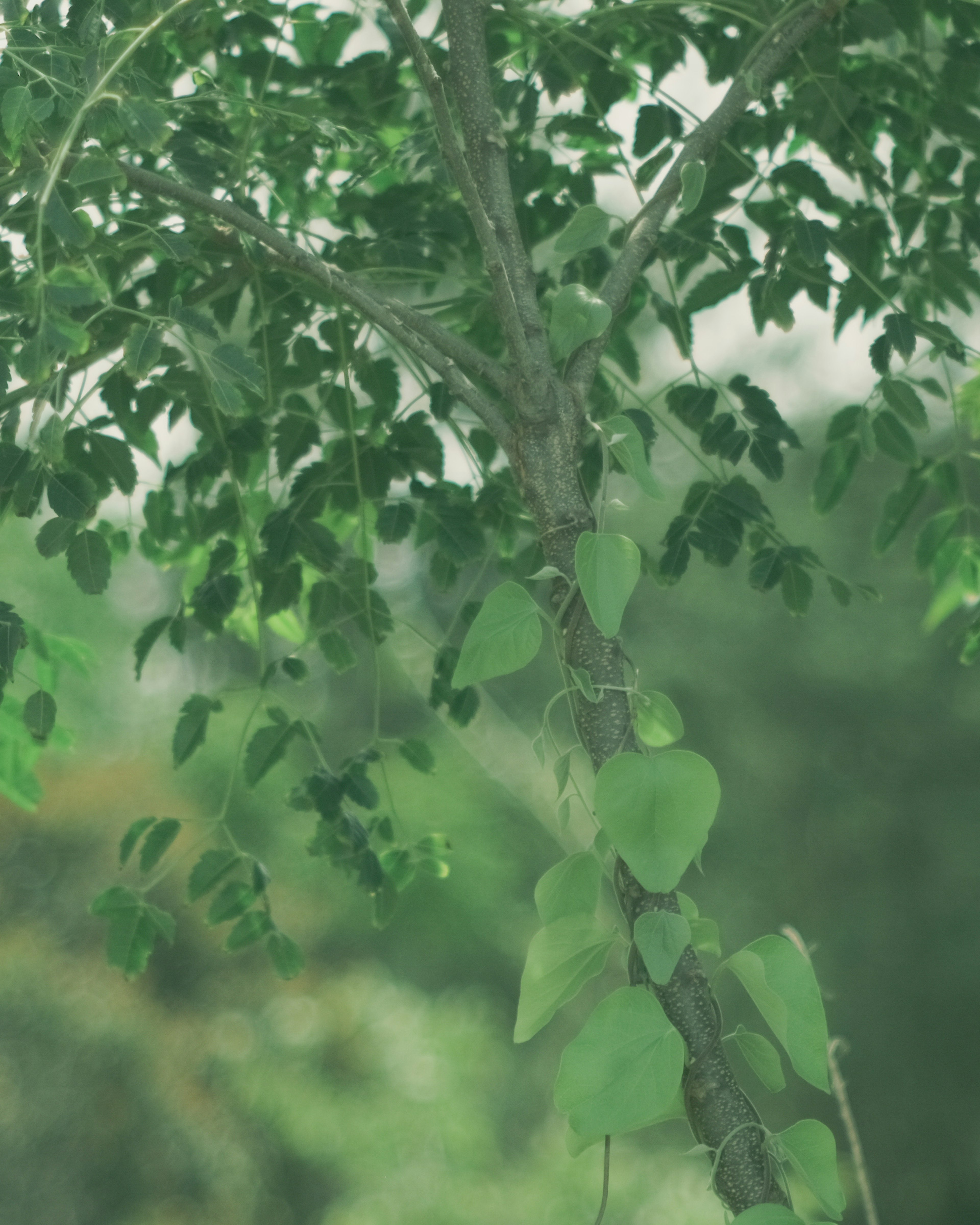 Close-up of a tree trunk with green leaves and climbing vines