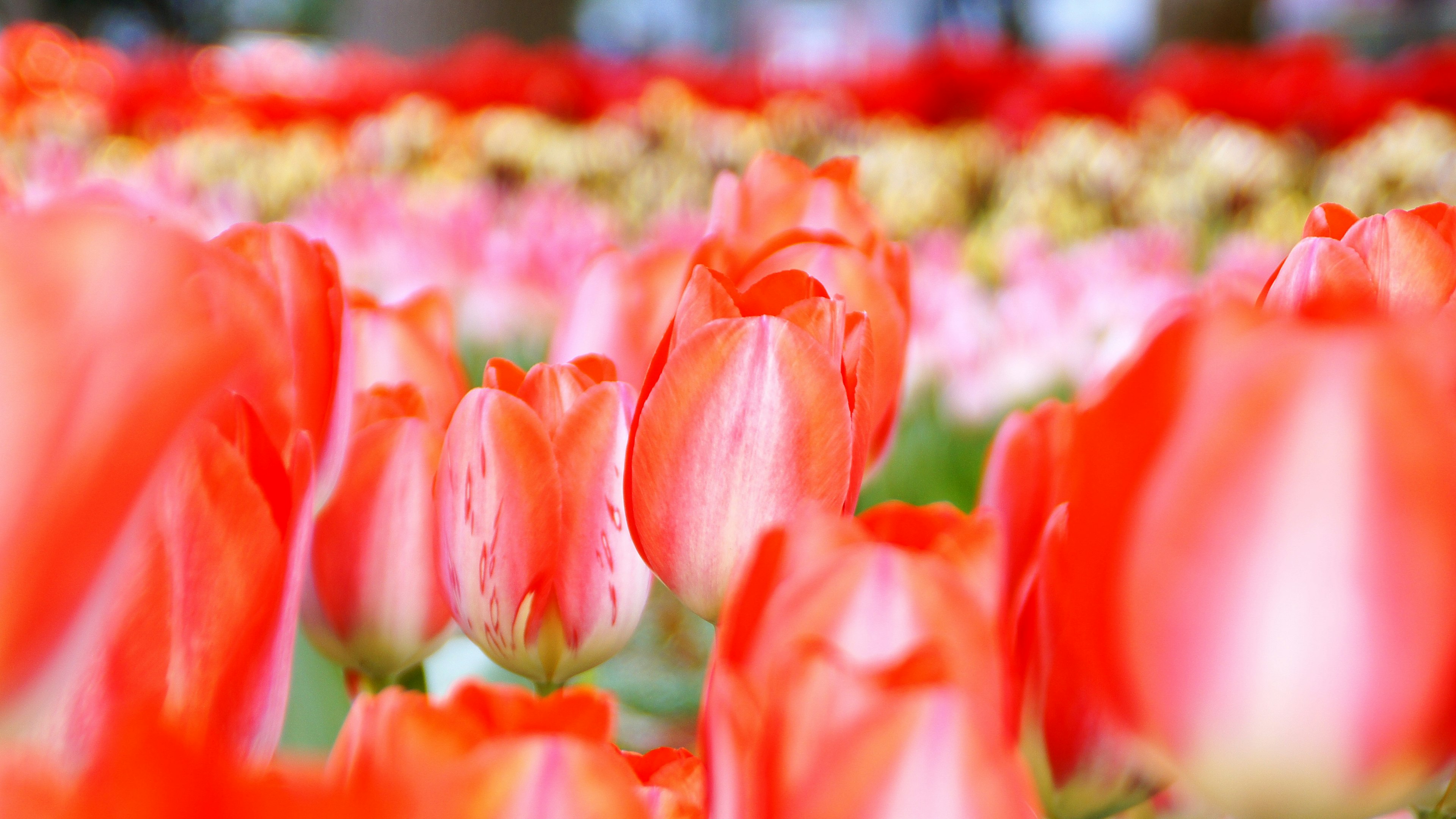 Primer plano de un campo vibrante de tulipanes con tonos de rojo y rosa