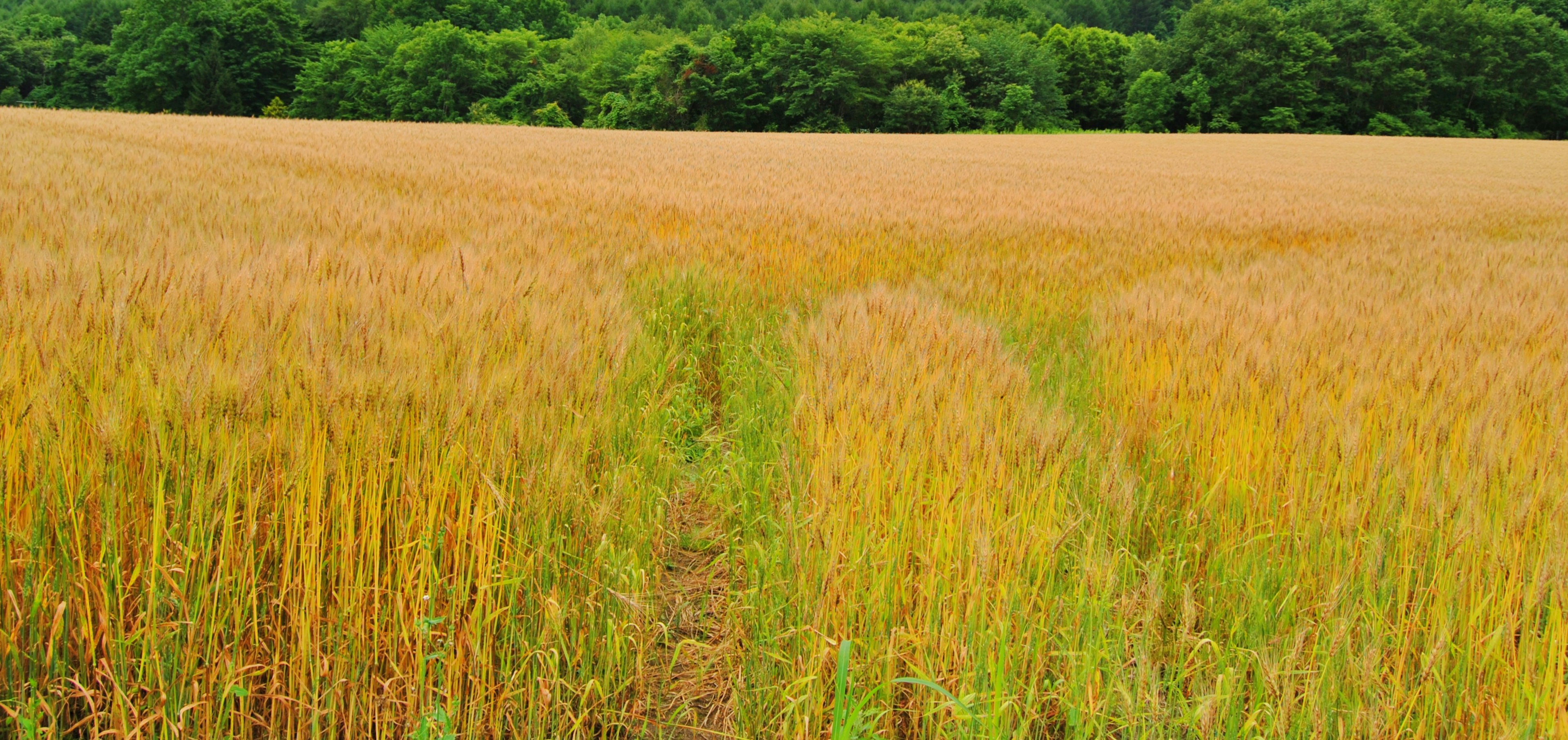 Champ de blé doré avec des arbres verts en arrière-plan