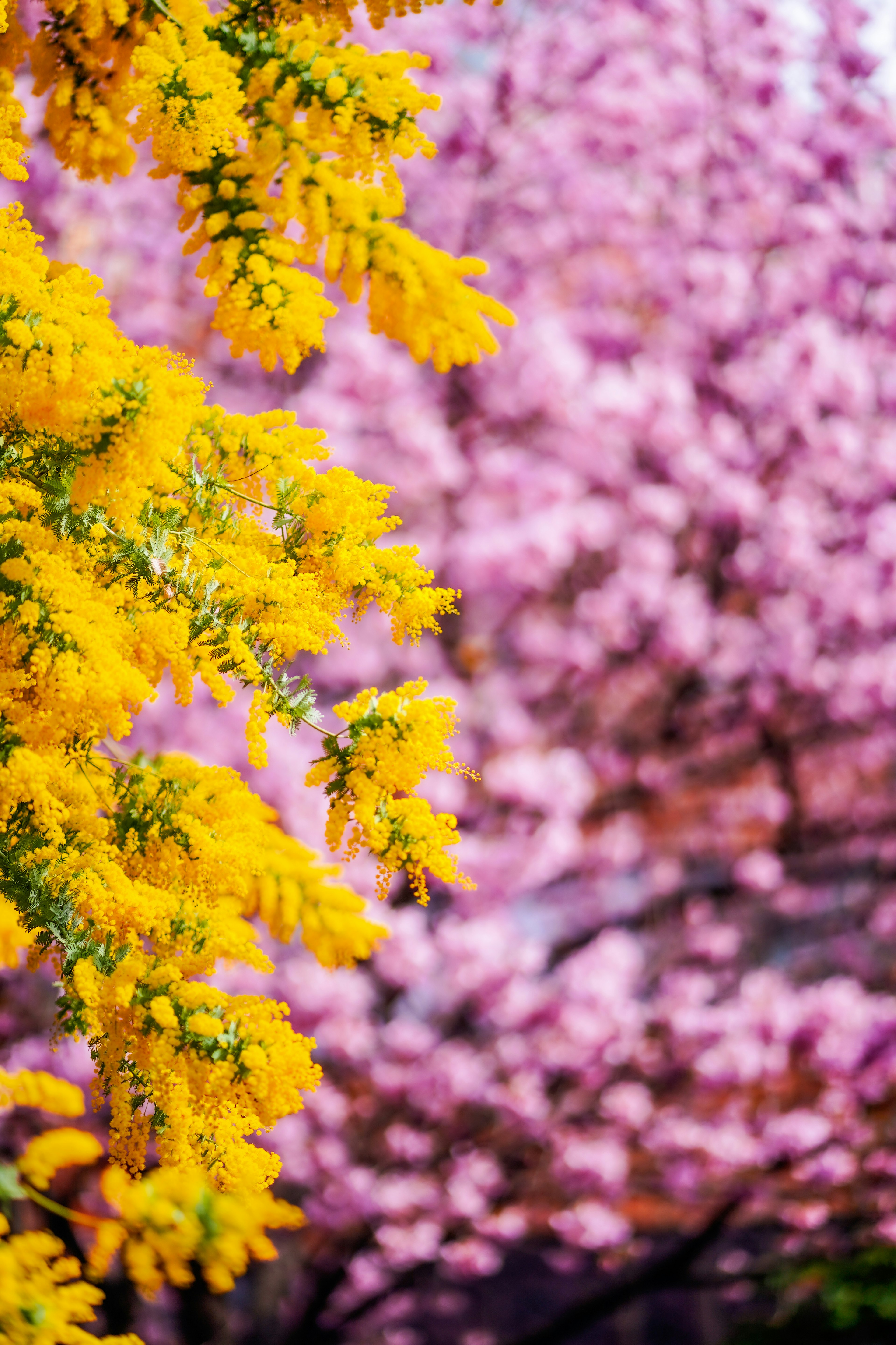 鮮やかな黄色の花とピンクの桜の背景が特徴の風景