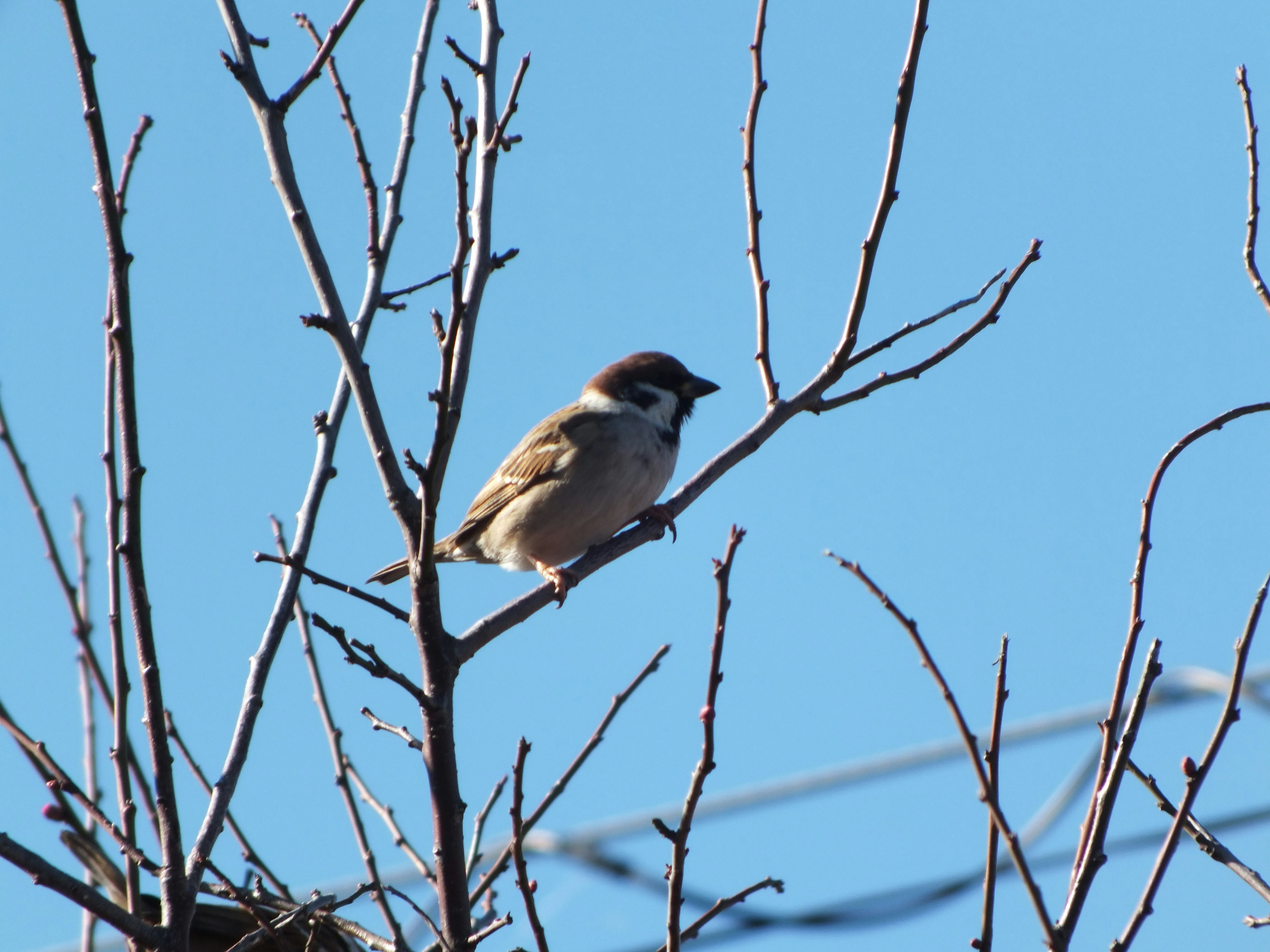 Un petit oiseau perché sur une branche sous un ciel bleu